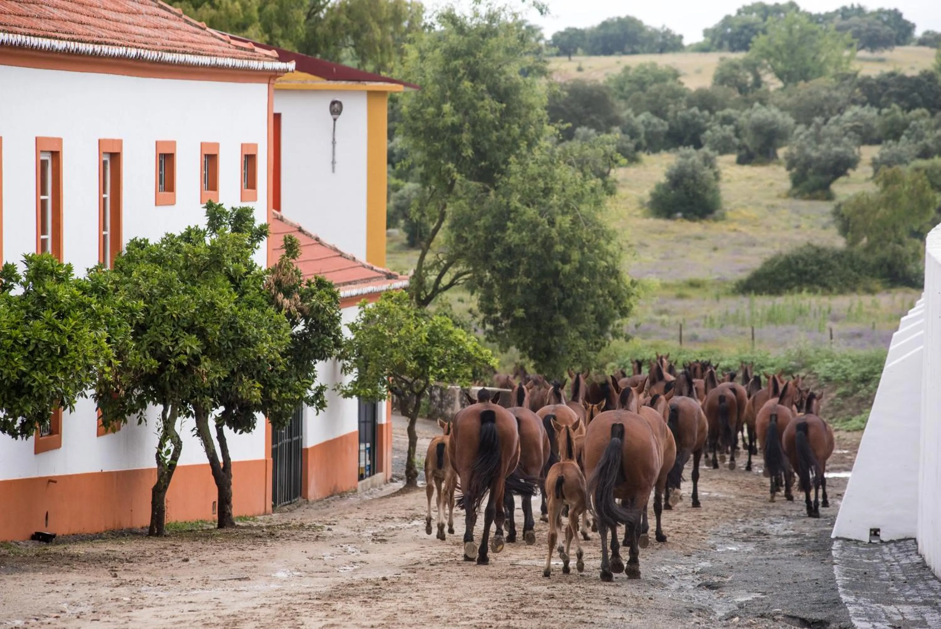 Activities in Vila Gale Collection Alter Real - Resort Equestre, Conference & Spa