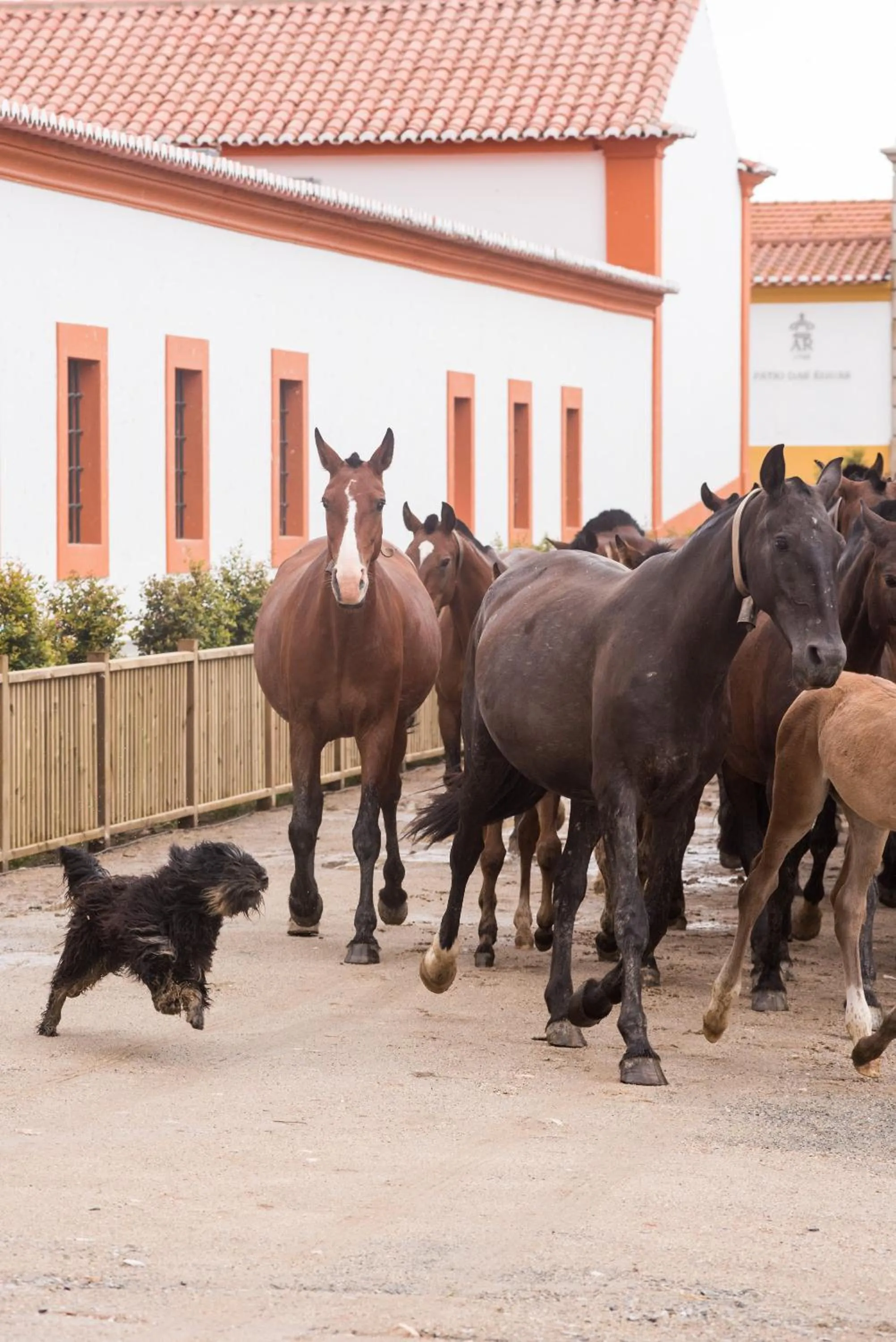 Activities in Vila Gale Collection Alter Real - Resort Equestre, Conference & Spa