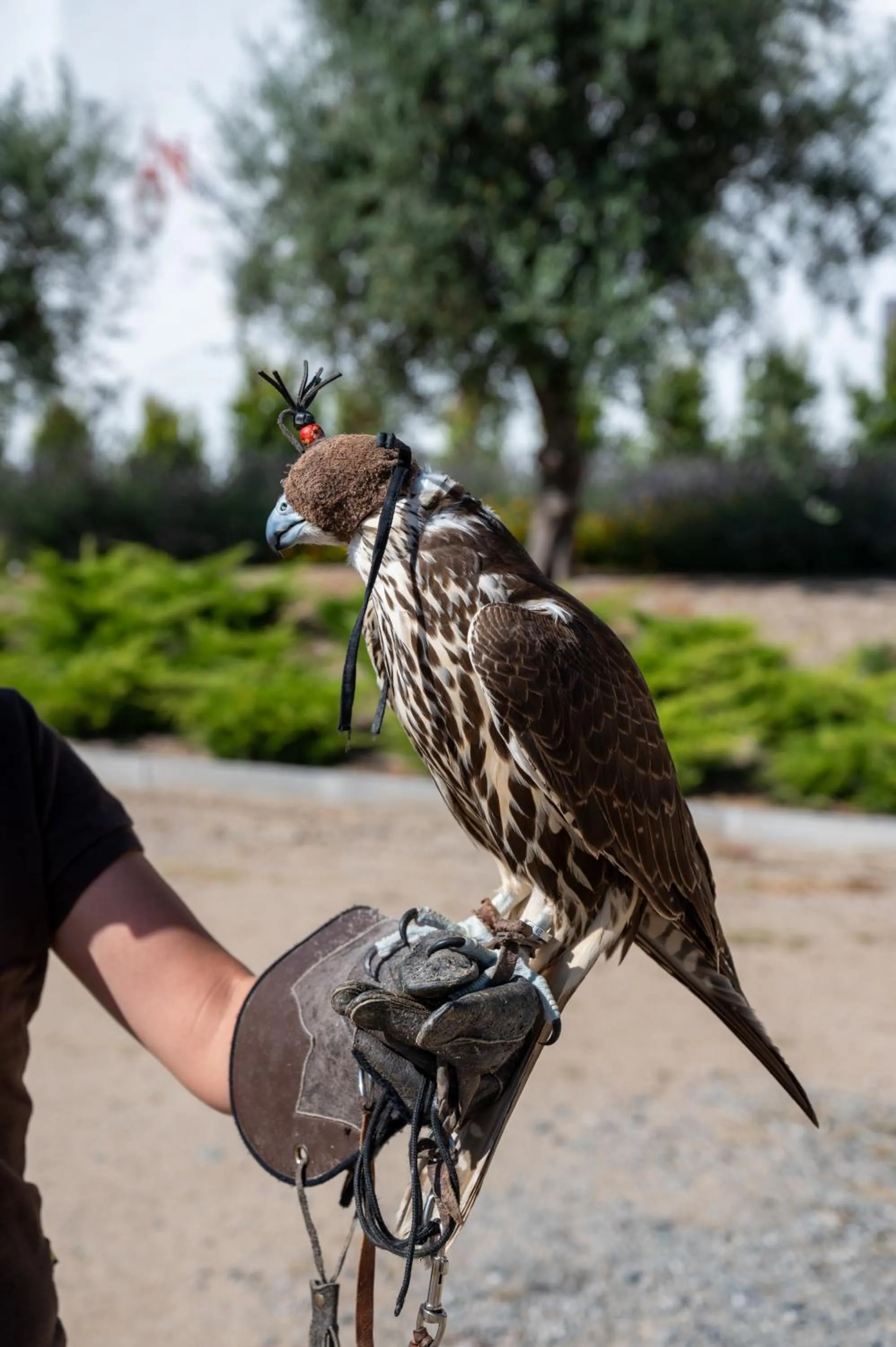 Activities in Vila Gale Collection Alter Real - Resort Equestre, Conference & Spa