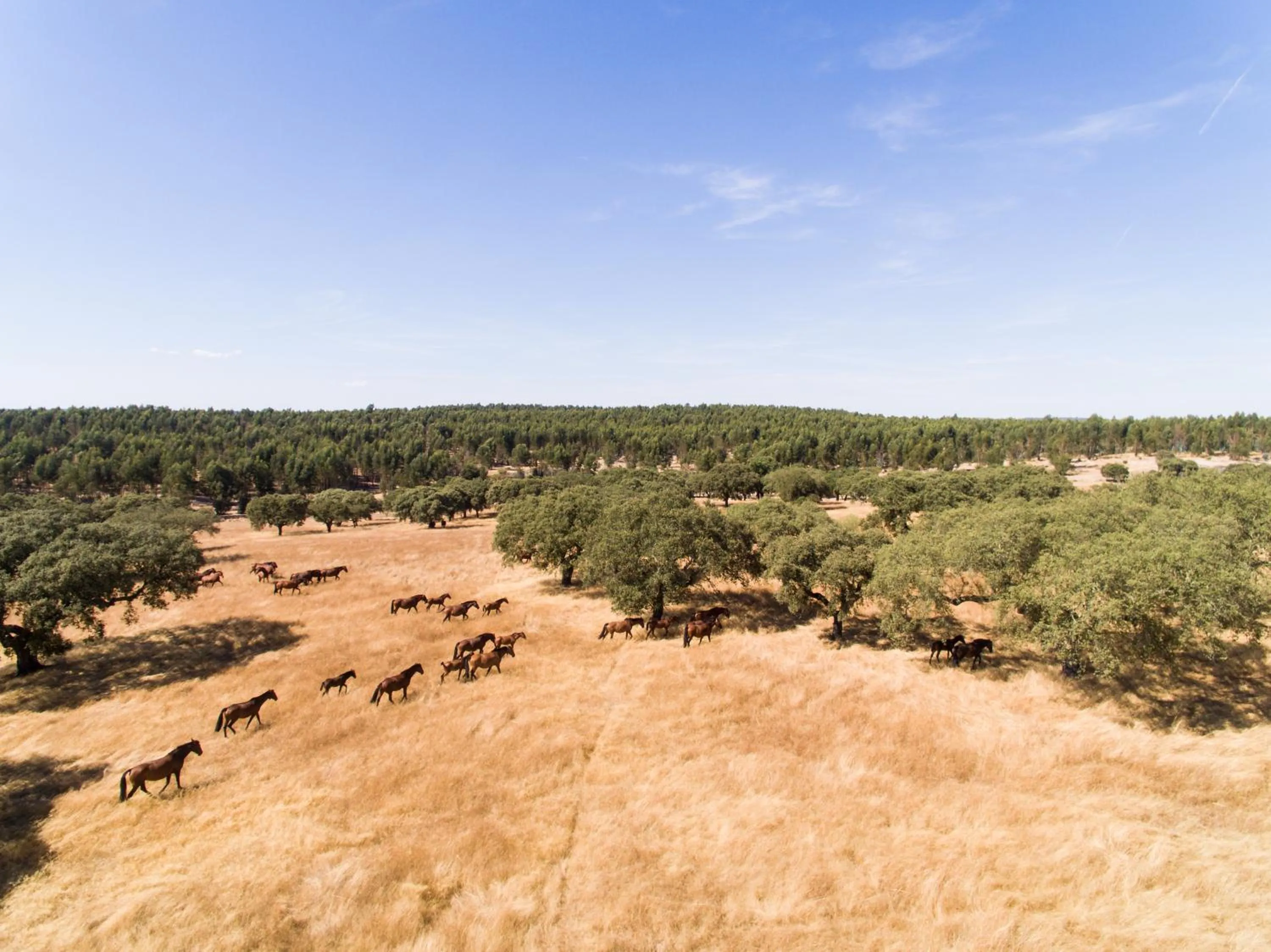 Activities in Vila Gale Collection Alter Real - Resort Equestre, Conference & Spa