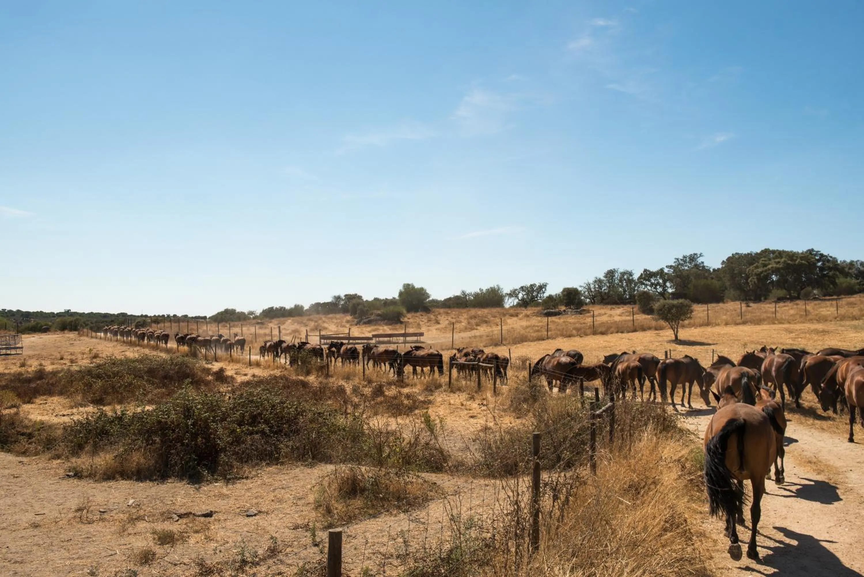 Activities in Vila Gale Collection Alter Real - Resort Equestre, Conference & Spa