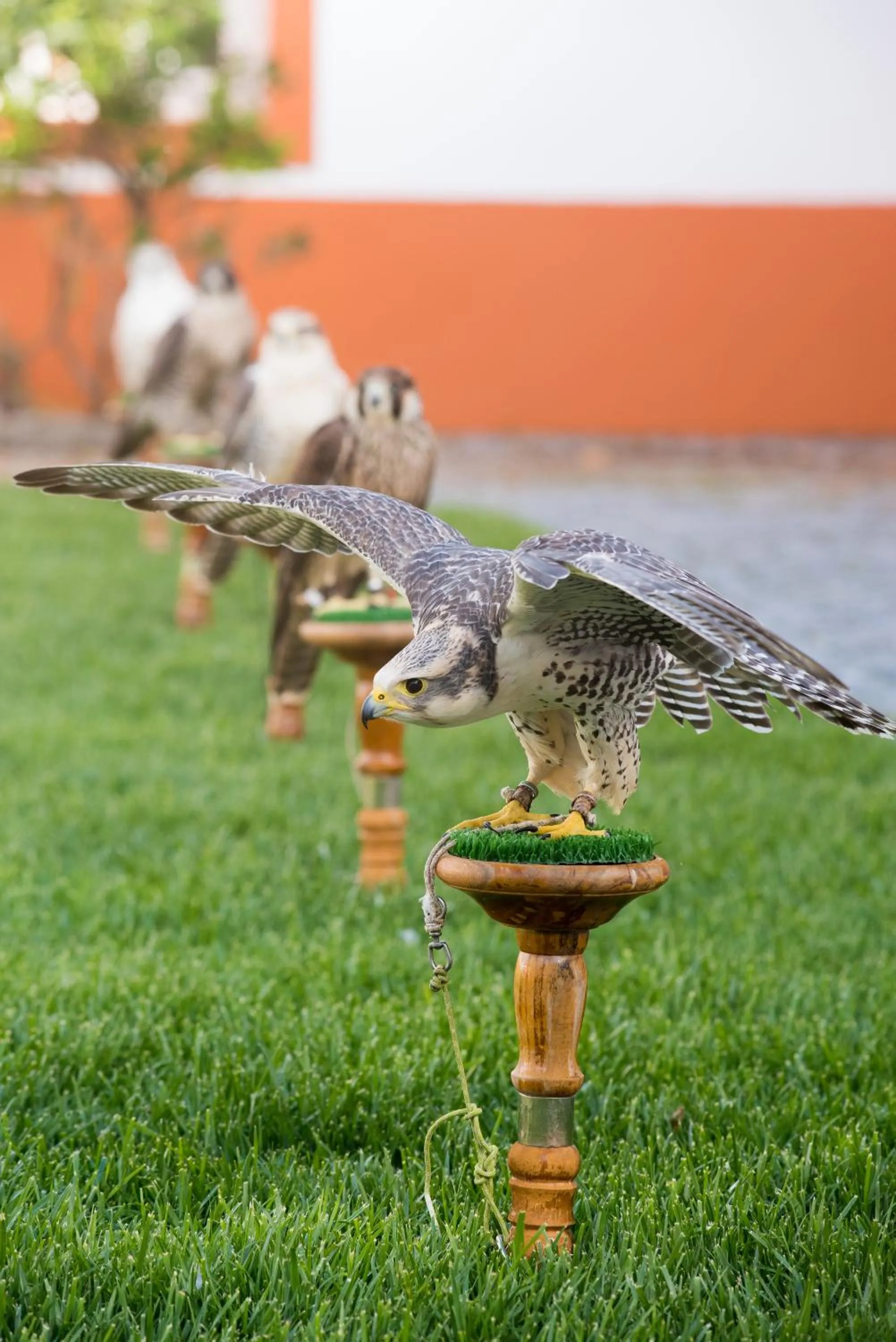 Activities in Vila Gale Collection Alter Real - Resort Equestre, Conference & Spa