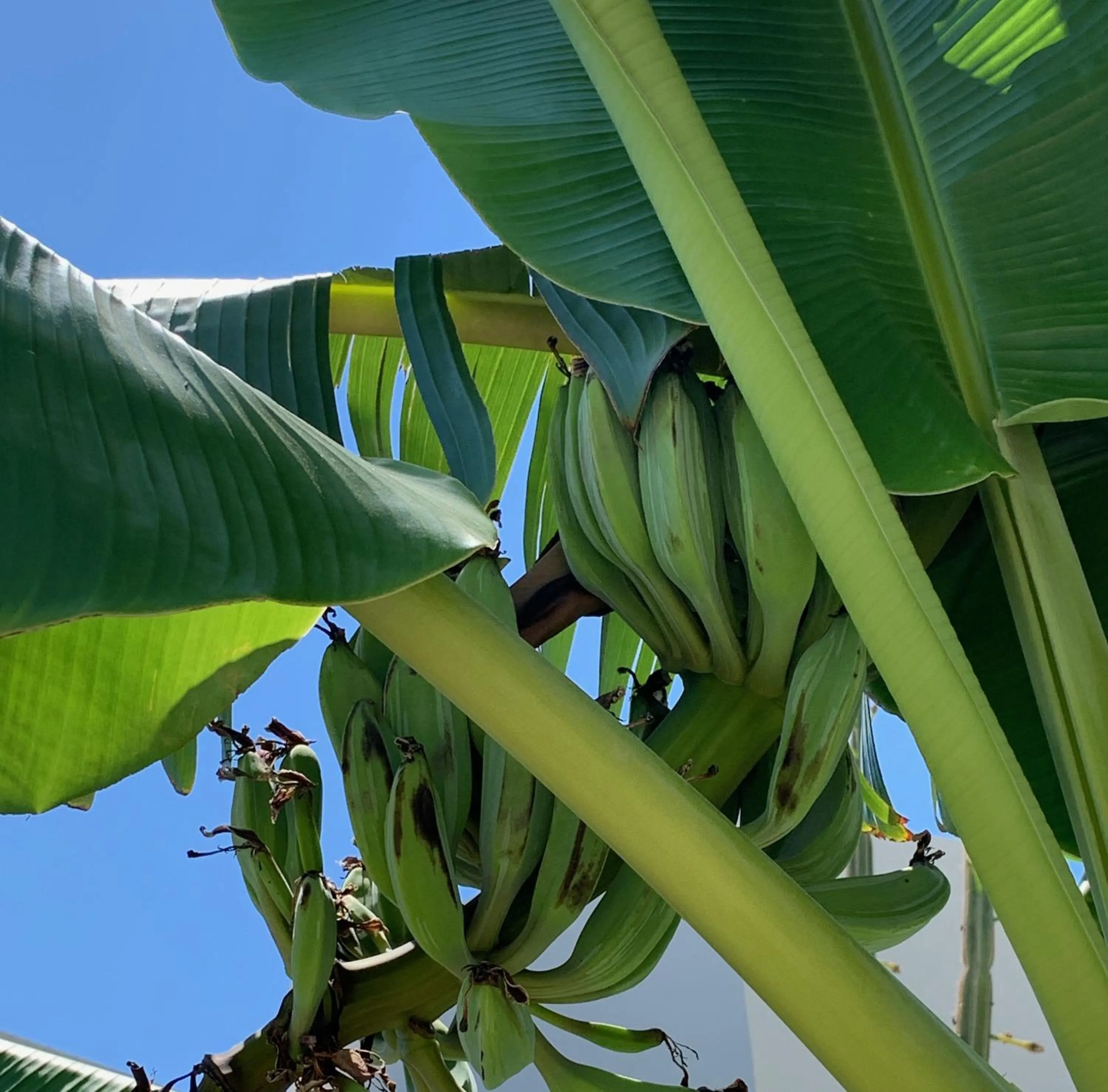 Decorative detail in Pals Studios Pefkos