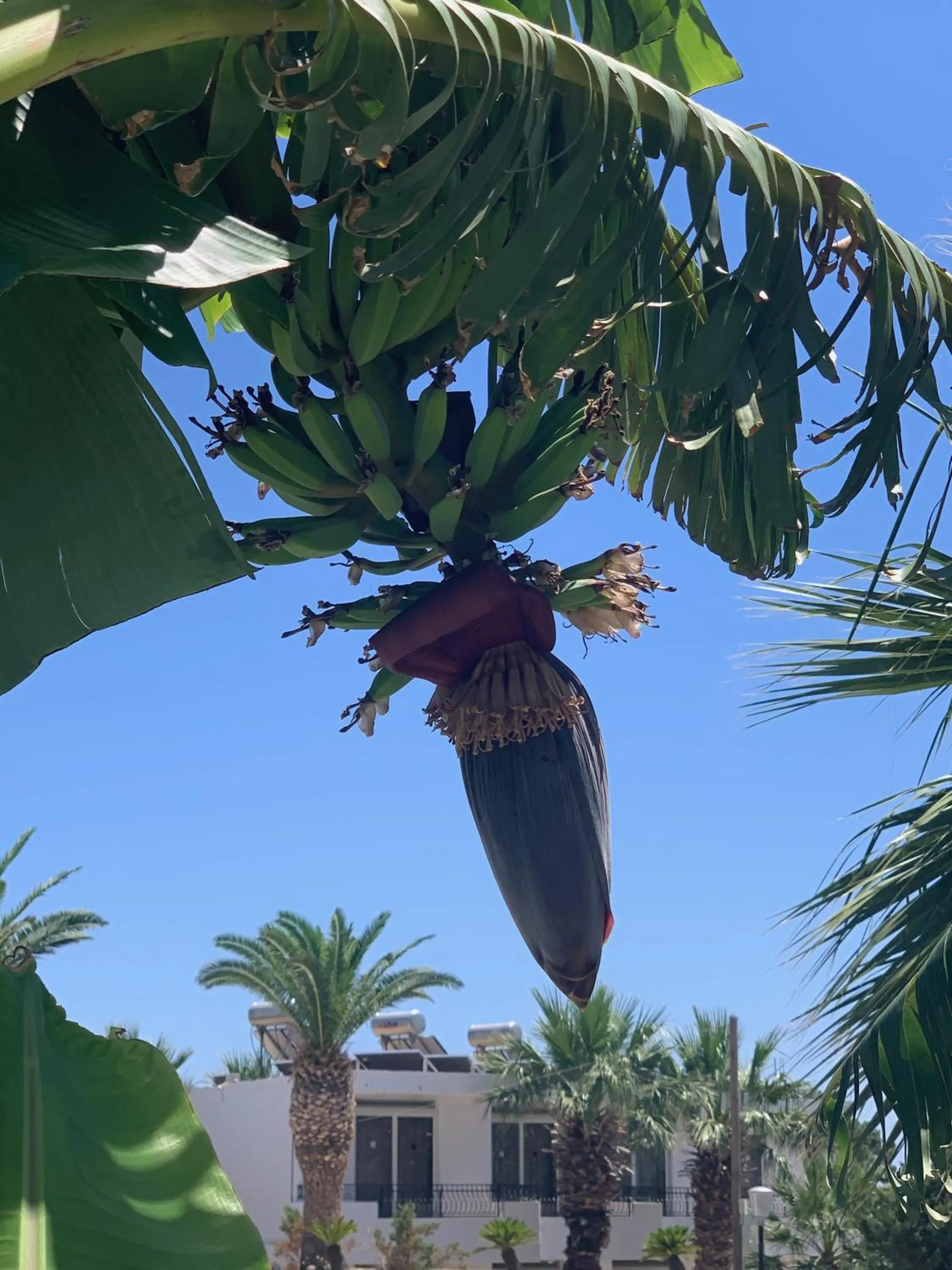 Garden in Pals Studios Pefkos