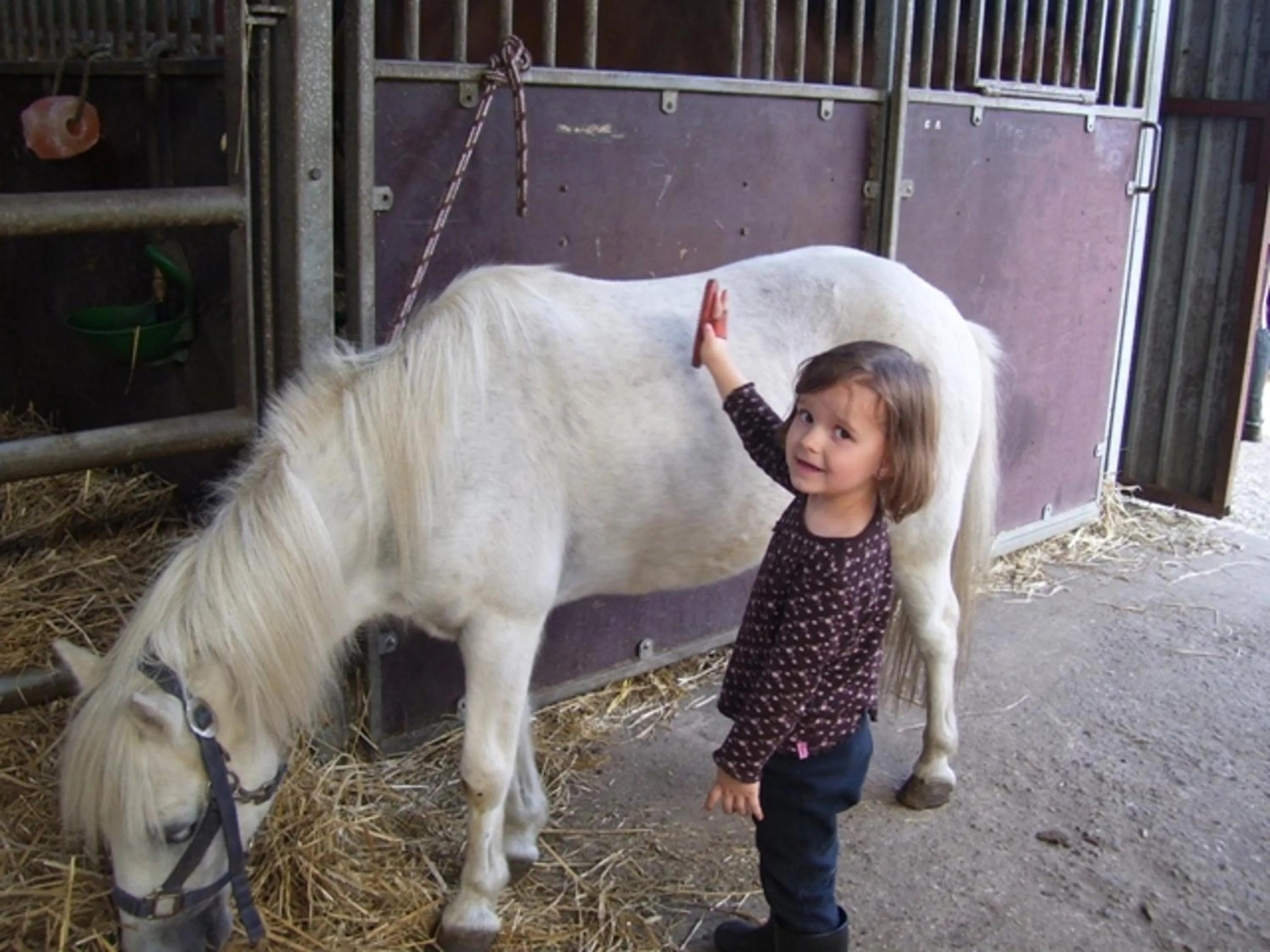 Animals in Reiterhof Wollesen