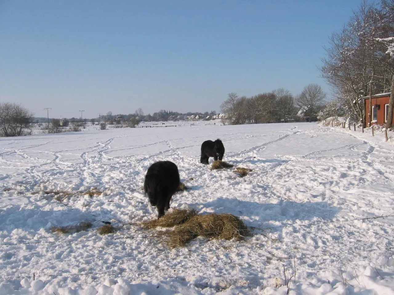 Animals in Reiterhof Wollesen