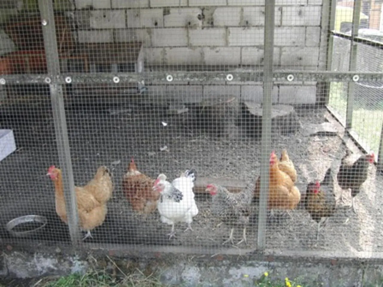 Pets in Reiterhof Wollesen