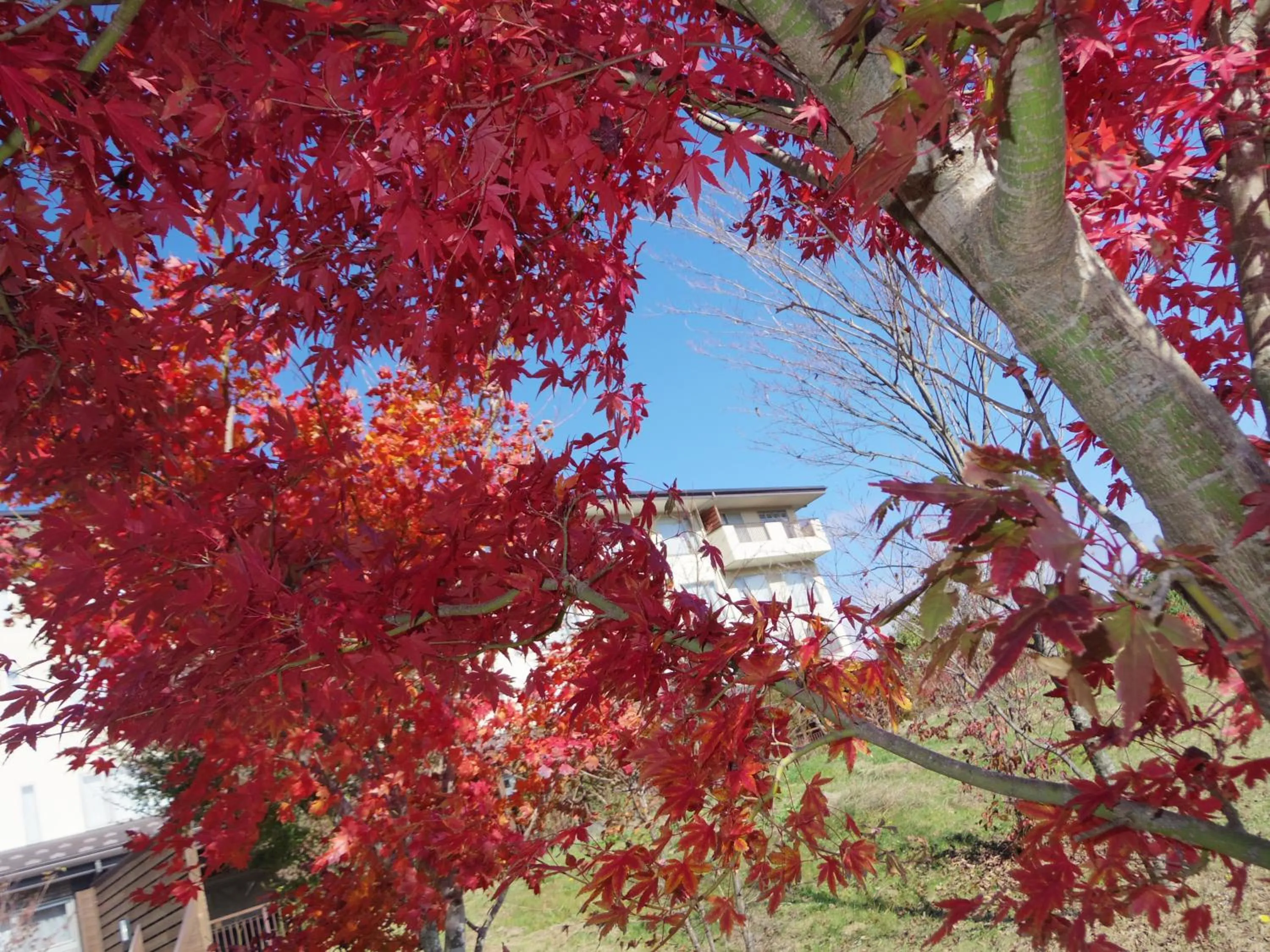 Garden in The Gran Resort Princess Fujikawaguchiko