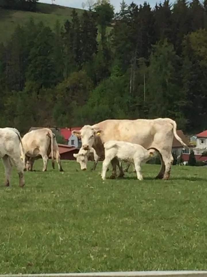 Pokoje Gościnne Art- Dworek