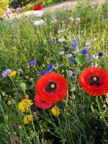 Pokoje Gościnne Art- Dworek