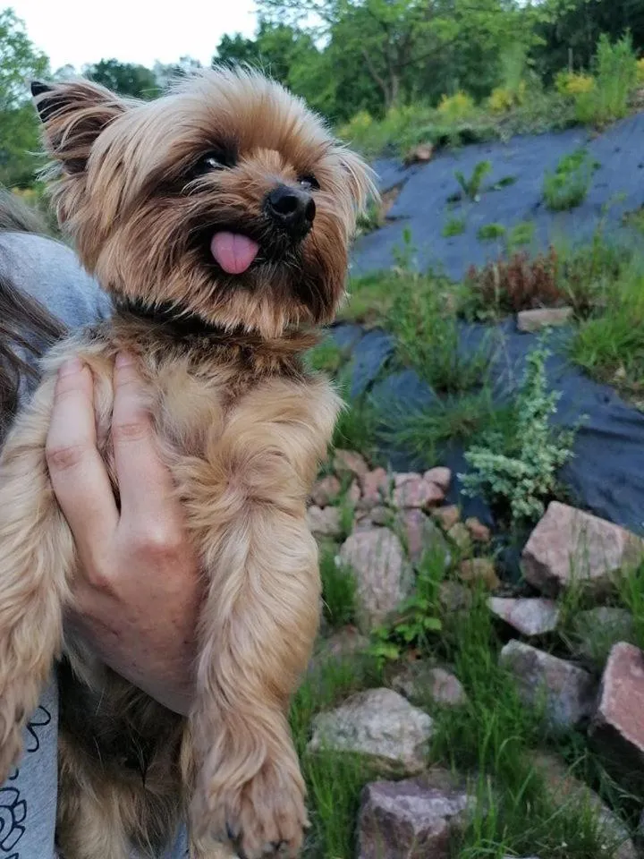 Pokoje Gościnne Art- Dworek