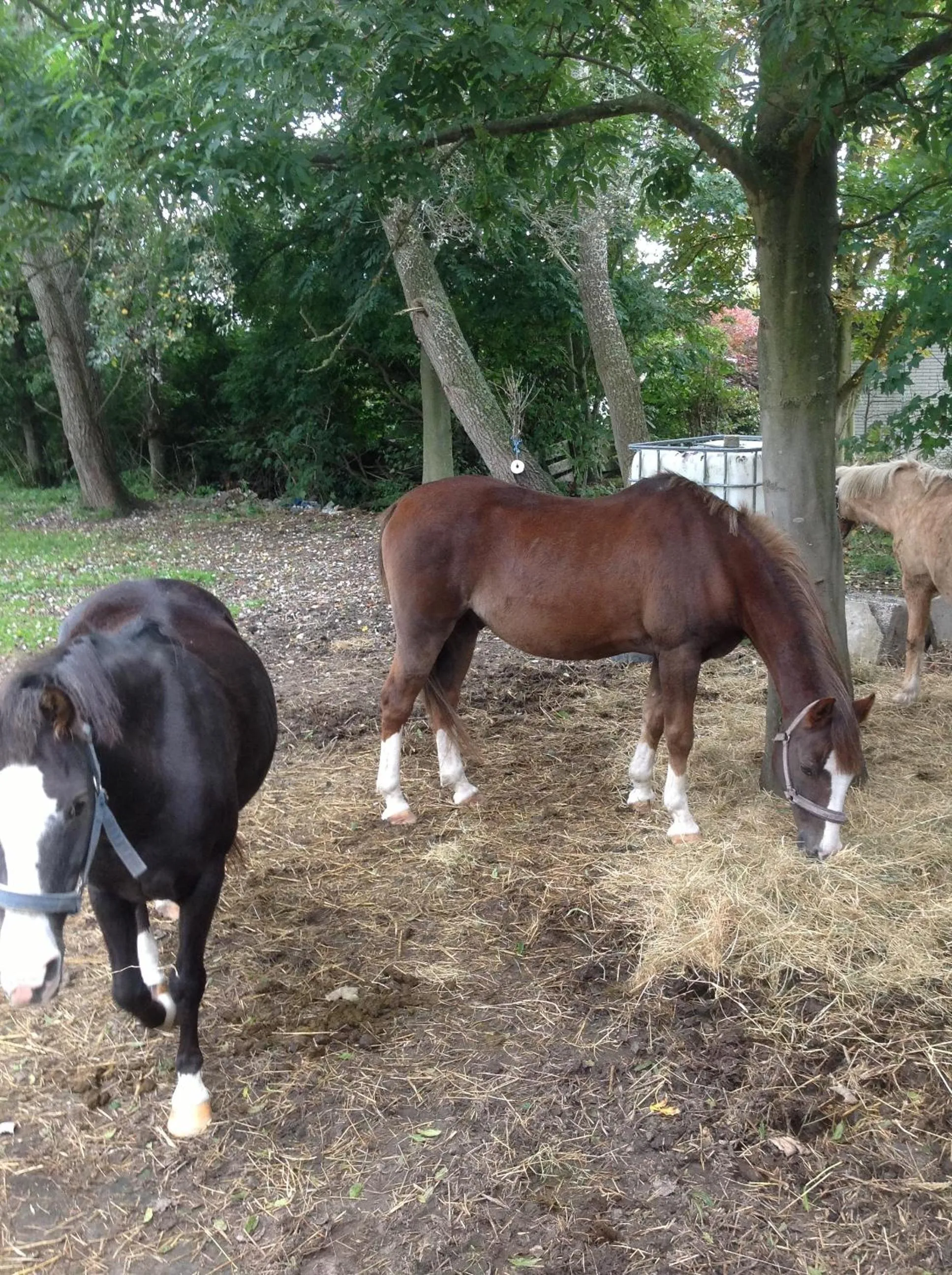 Horse-riding in Familien- und Aparthotel Strandhof