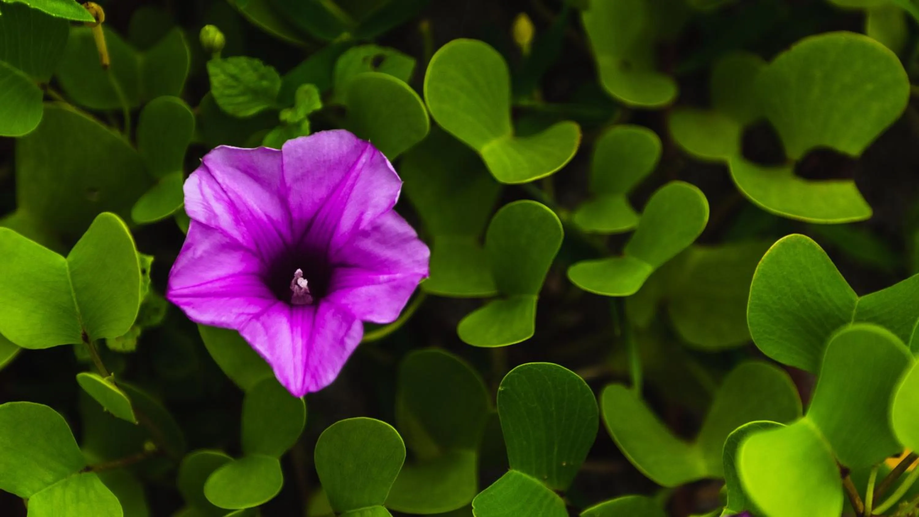 Garden in Mi Lugar Maldives