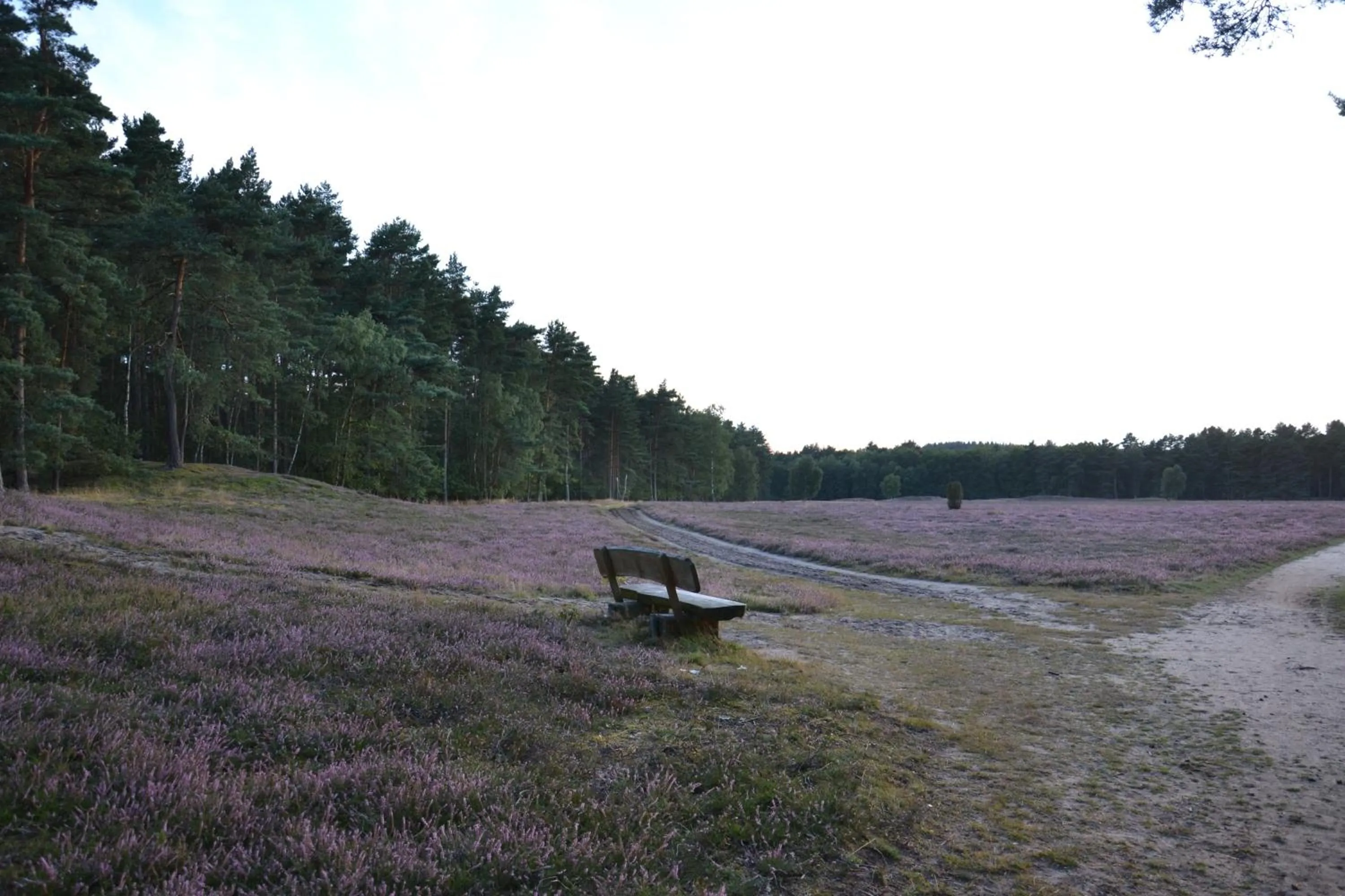 Natural landscape in Heidehotel Bad Bevensen