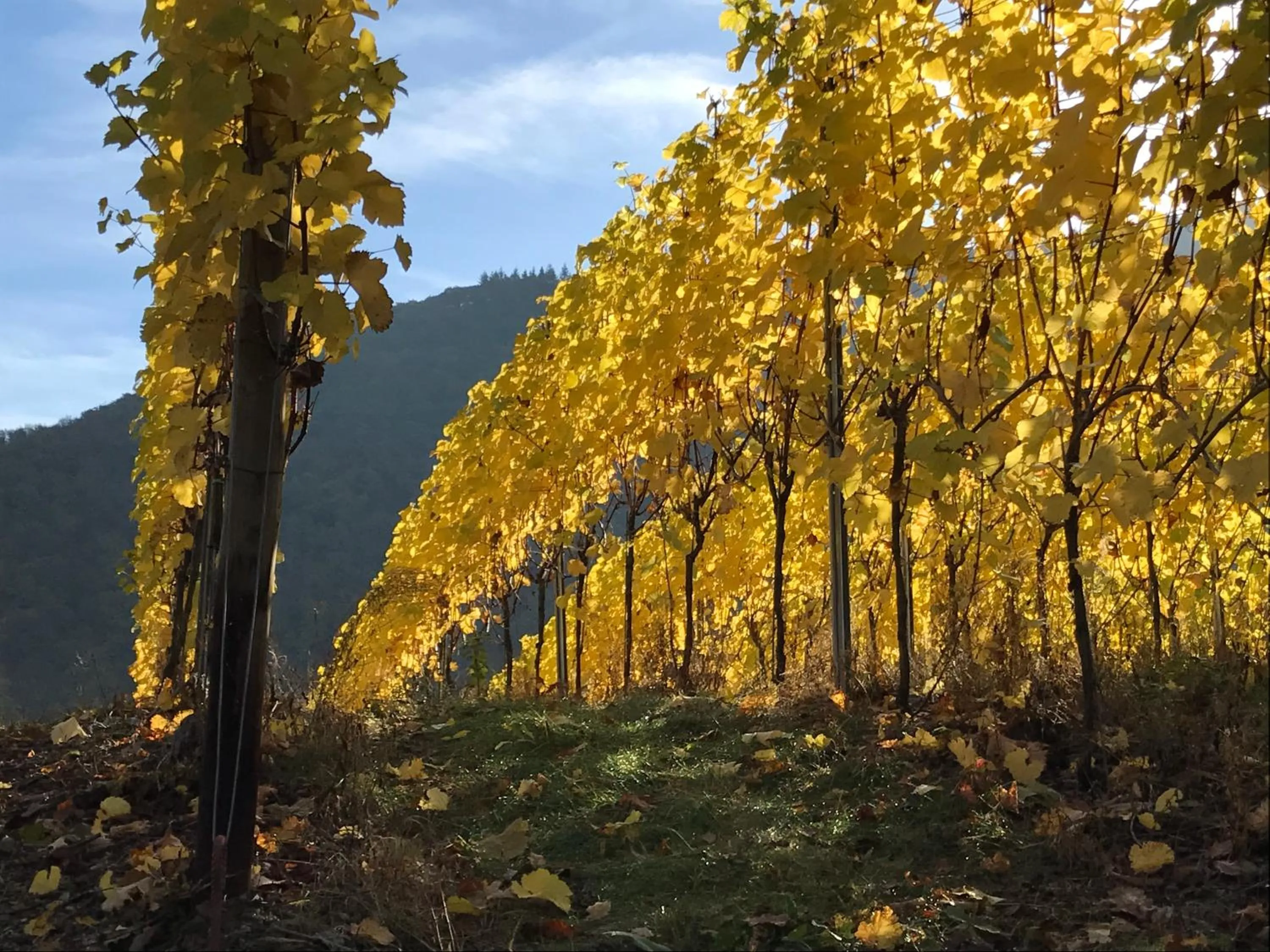Natural landscape in Hotel Ahrbella