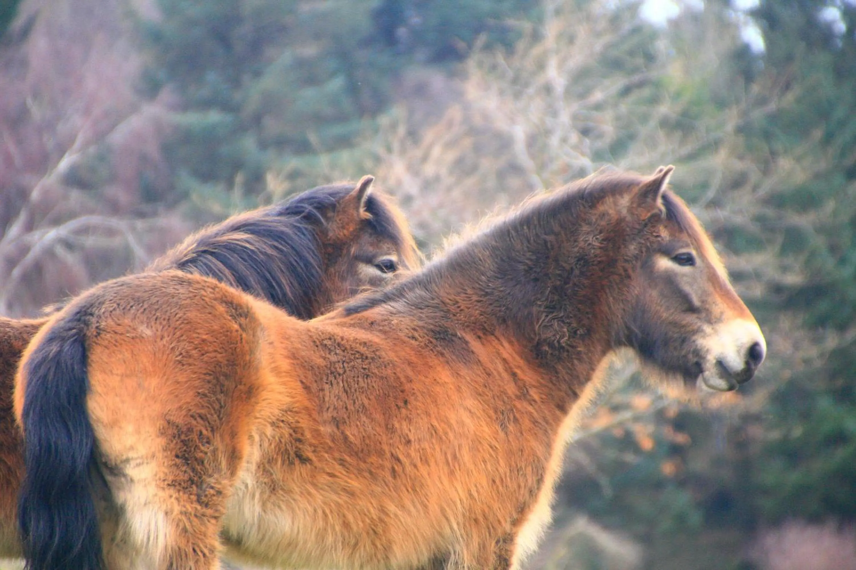 Natural landscape in The Cottage B&B