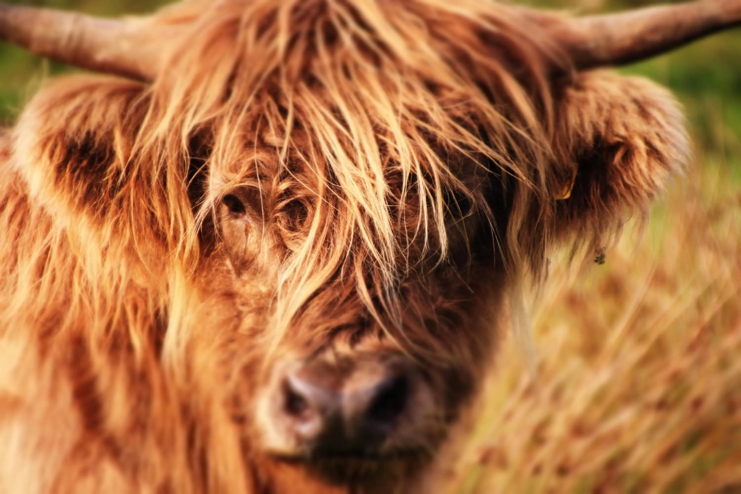 Natural landscape in The Cottage B&B