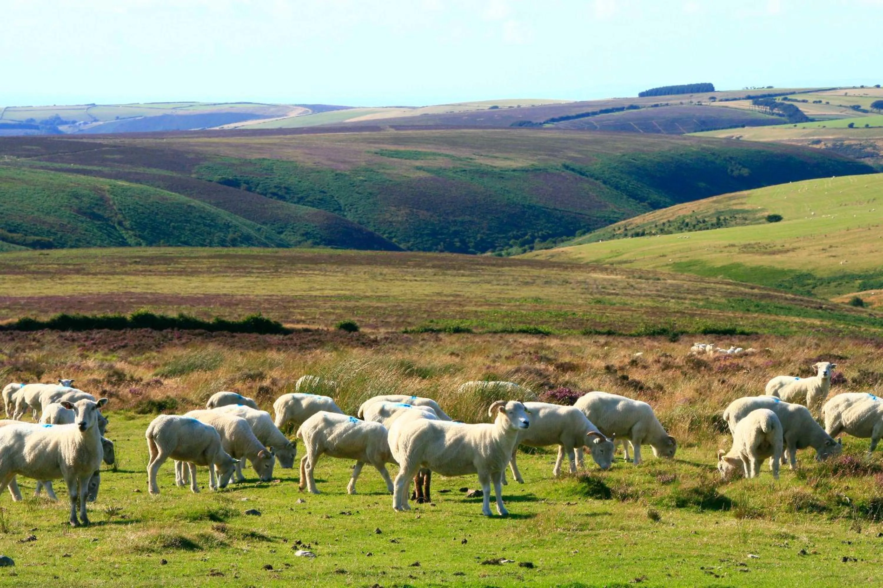 Natural landscape in The Cottage B&B