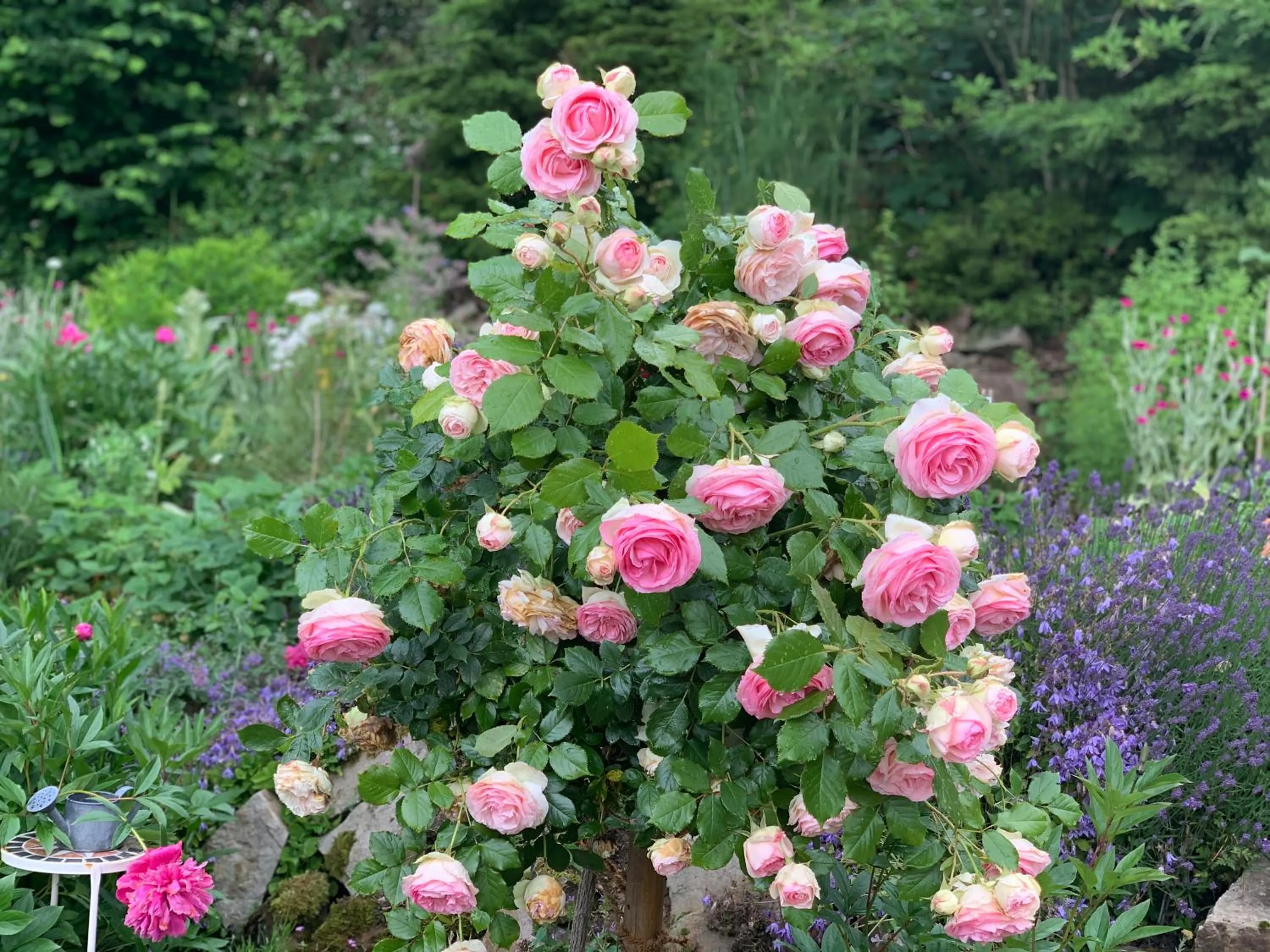 Garden in Hotel Waldquelle - Baumhaushotel Aerzen