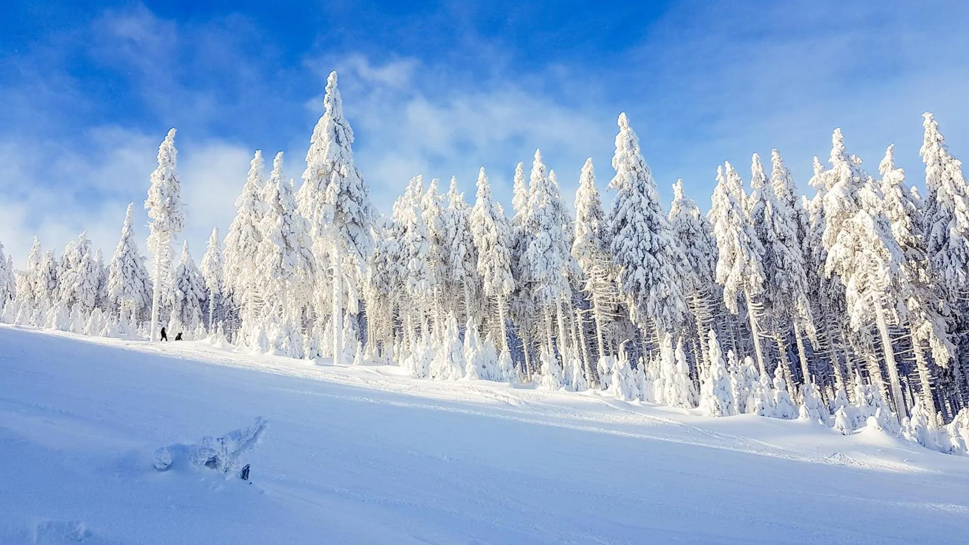Kosówka Czarna Góra