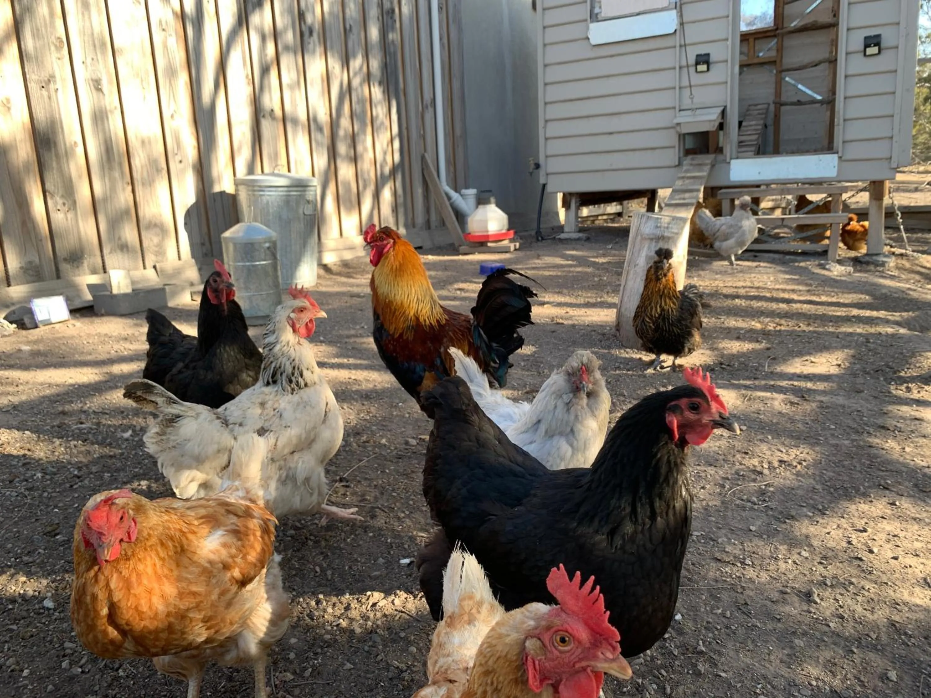 Animals in Couples Retreat with Mountain View Near Hobart