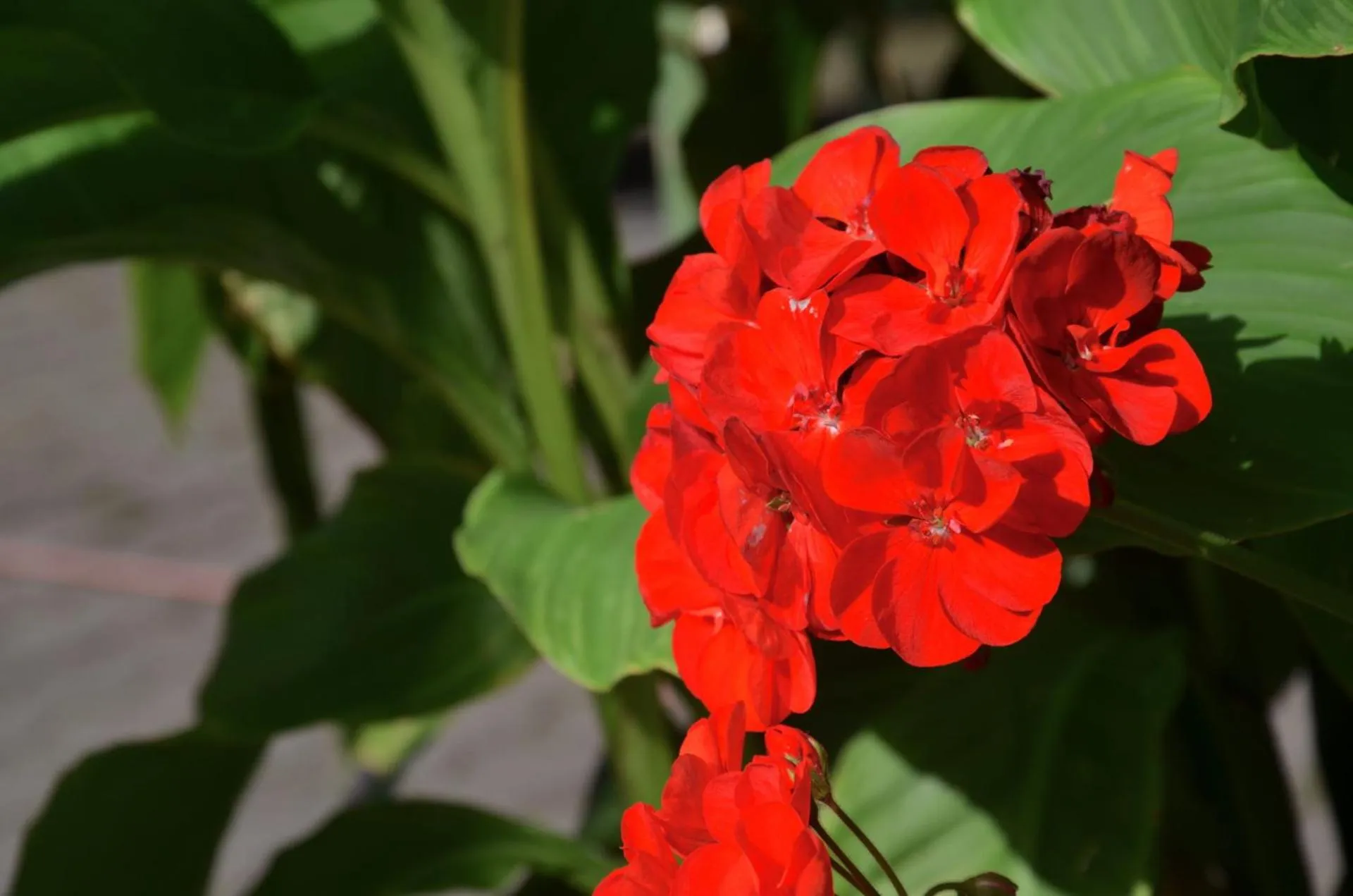 Garden in Hotel Alt-Connewitz