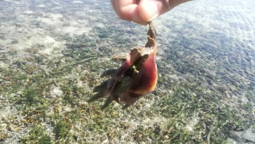 Sea Star Resort Semporna