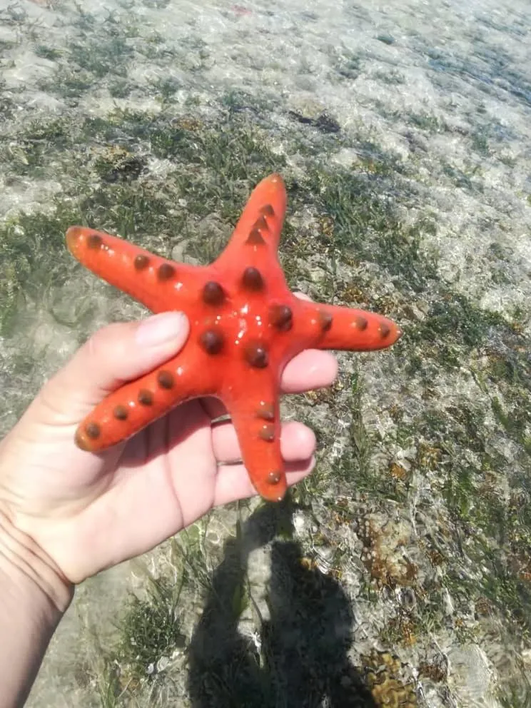 Sea Star Resort Semporna