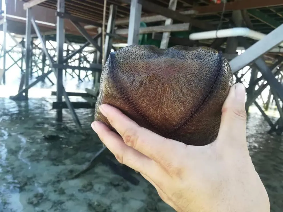 Sea Star Resort Semporna