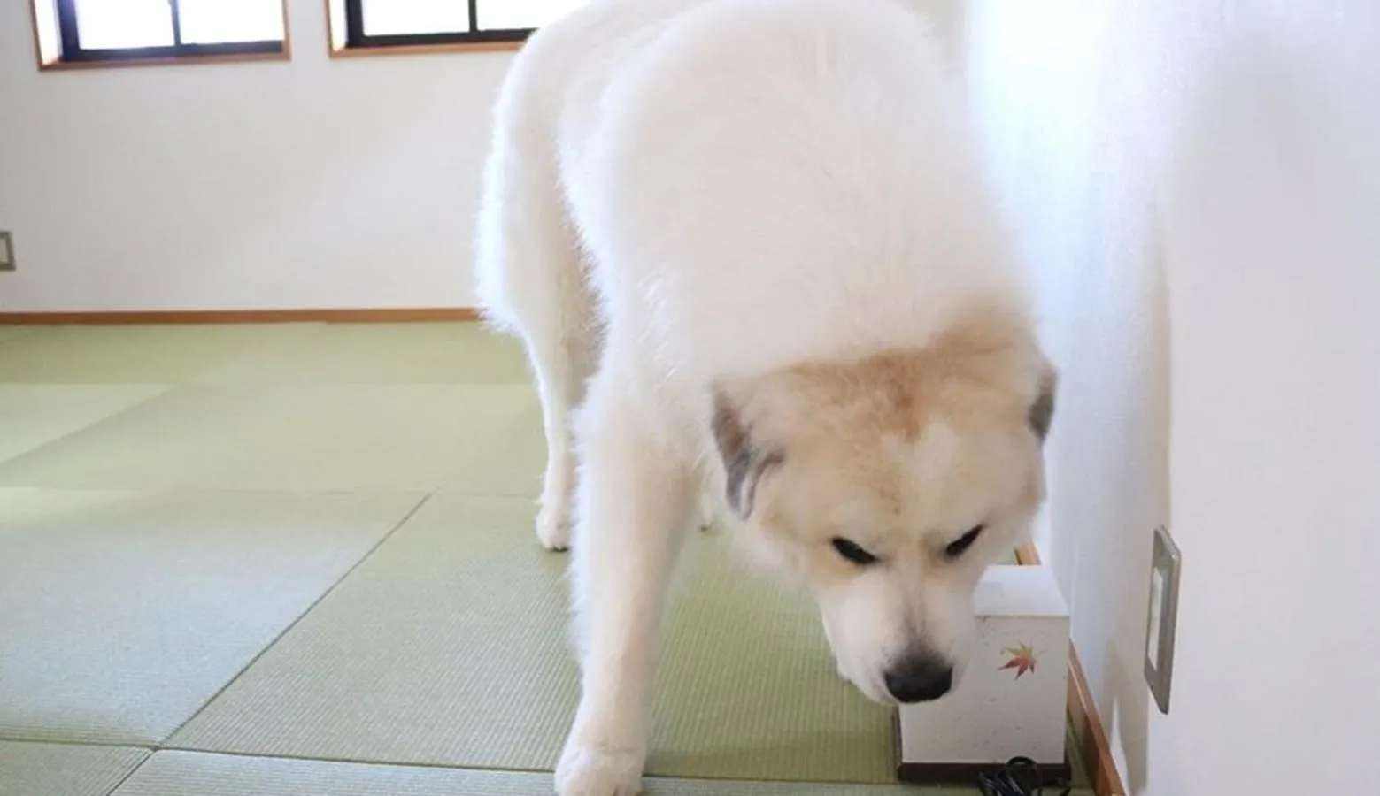 Pets in Miyajima Shiro
