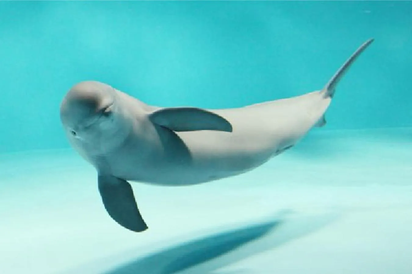 Aqua park in Miyajima Shiro