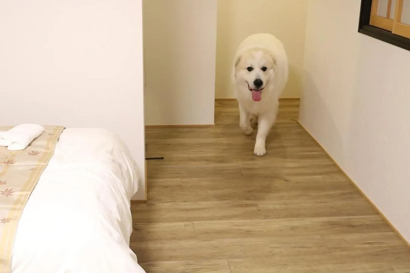 Pets in Miyajima Shiro