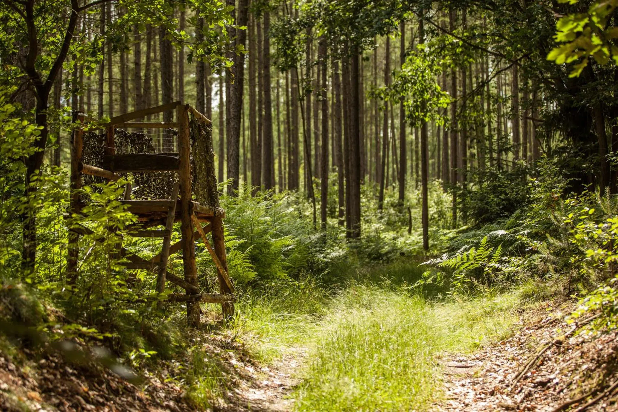 Natural landscape in Waldsee Hotel am Wirchensee