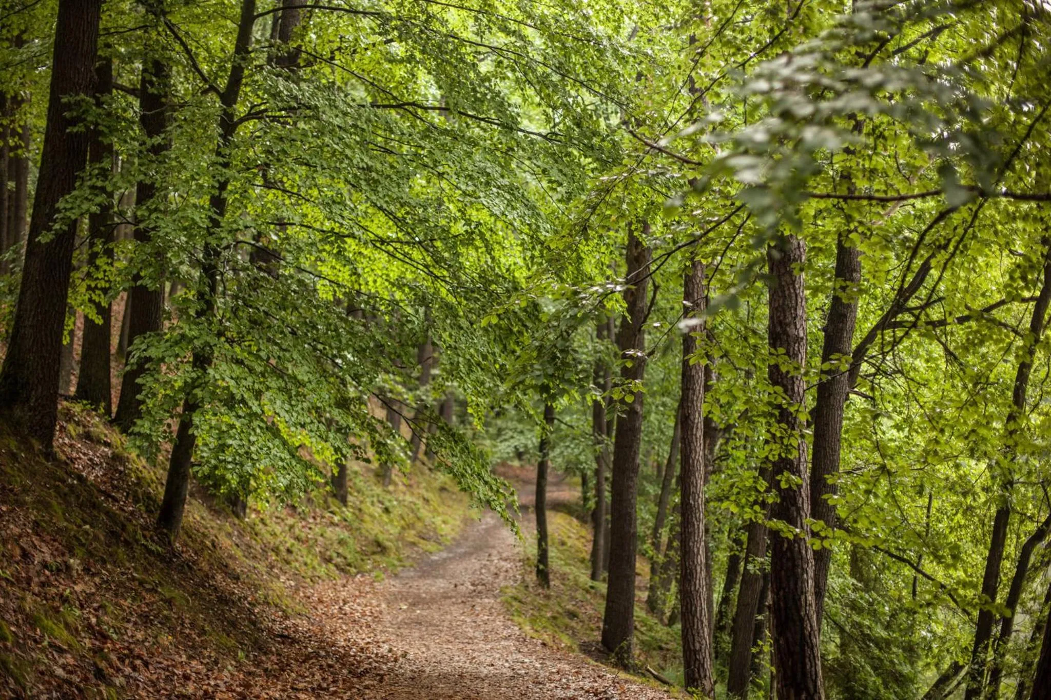 Natural landscape in Waldsee Hotel am Wirchensee