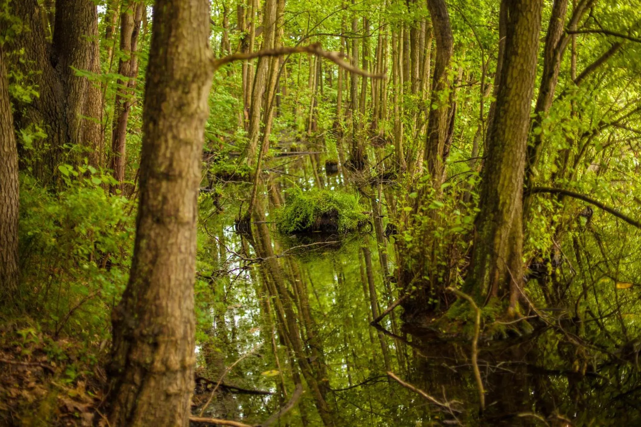 Natural landscape in Waldsee Hotel am Wirchensee