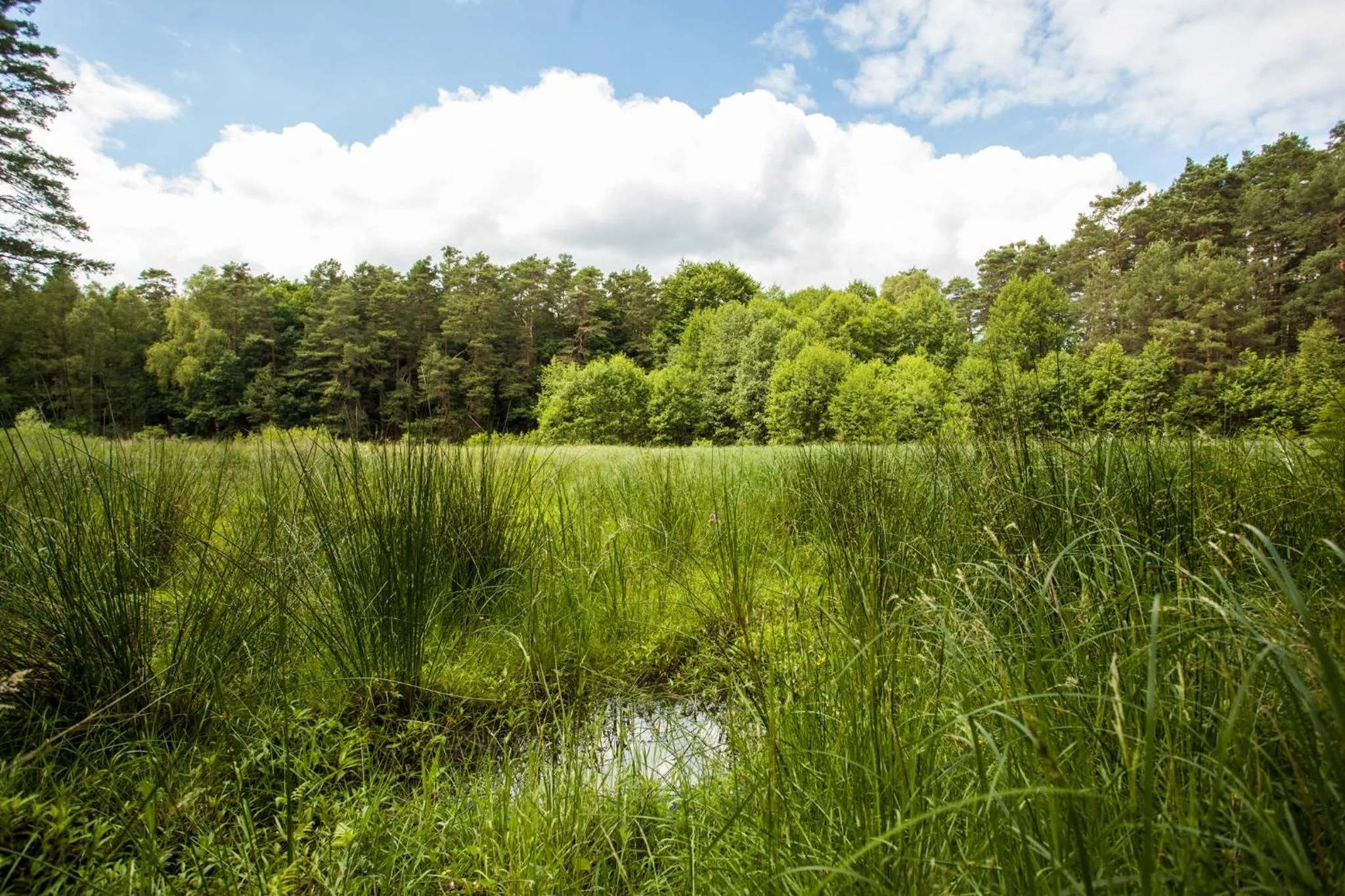 Natural landscape in Waldsee Hotel am Wirchensee