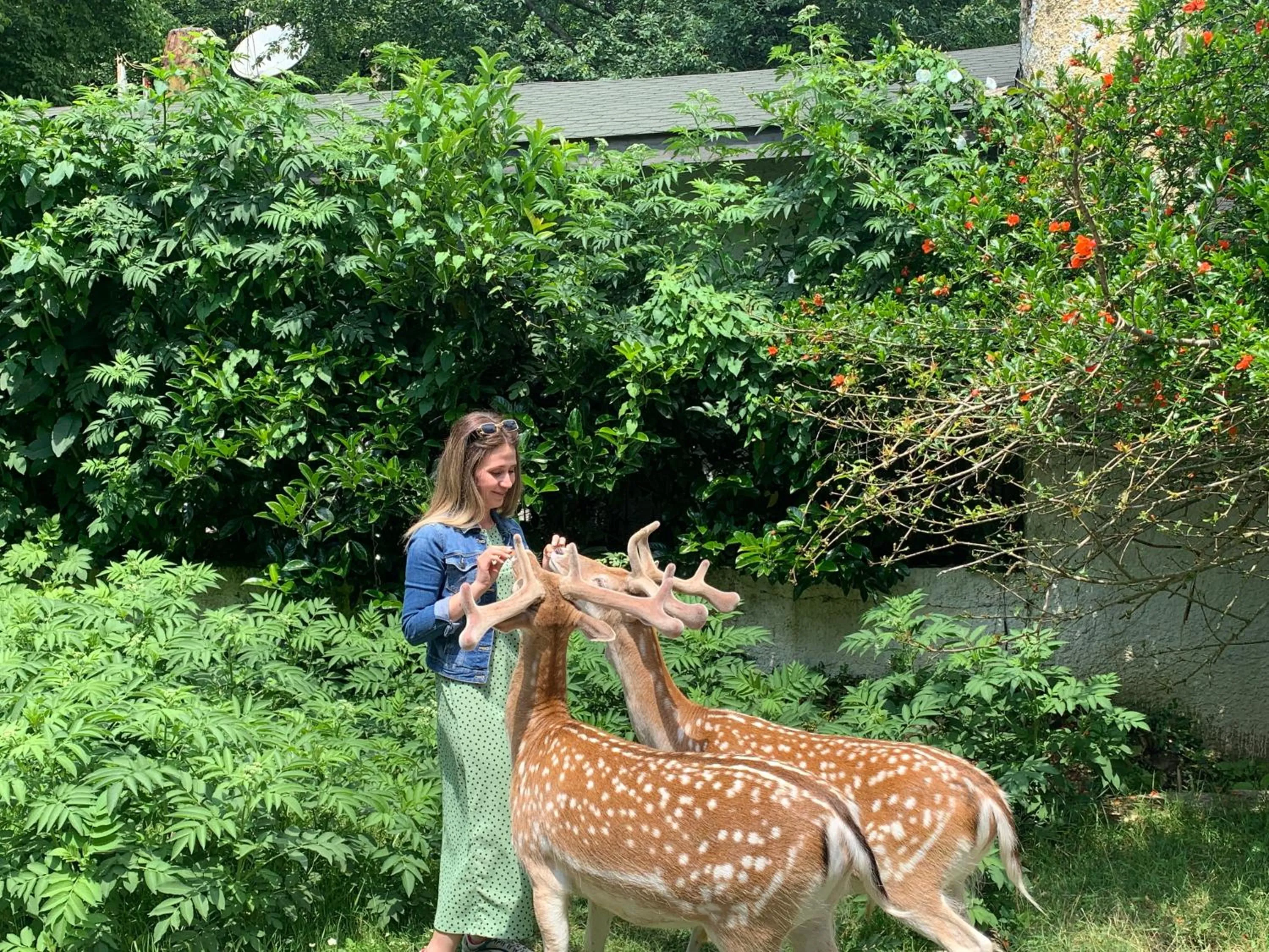 Animals in Polonezköy Country Club & Accommodation in the Wildlife Park!