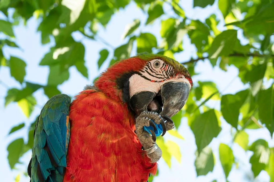 Animals in Polonezköy Country Club & Accommodation in the Wildlife Park!