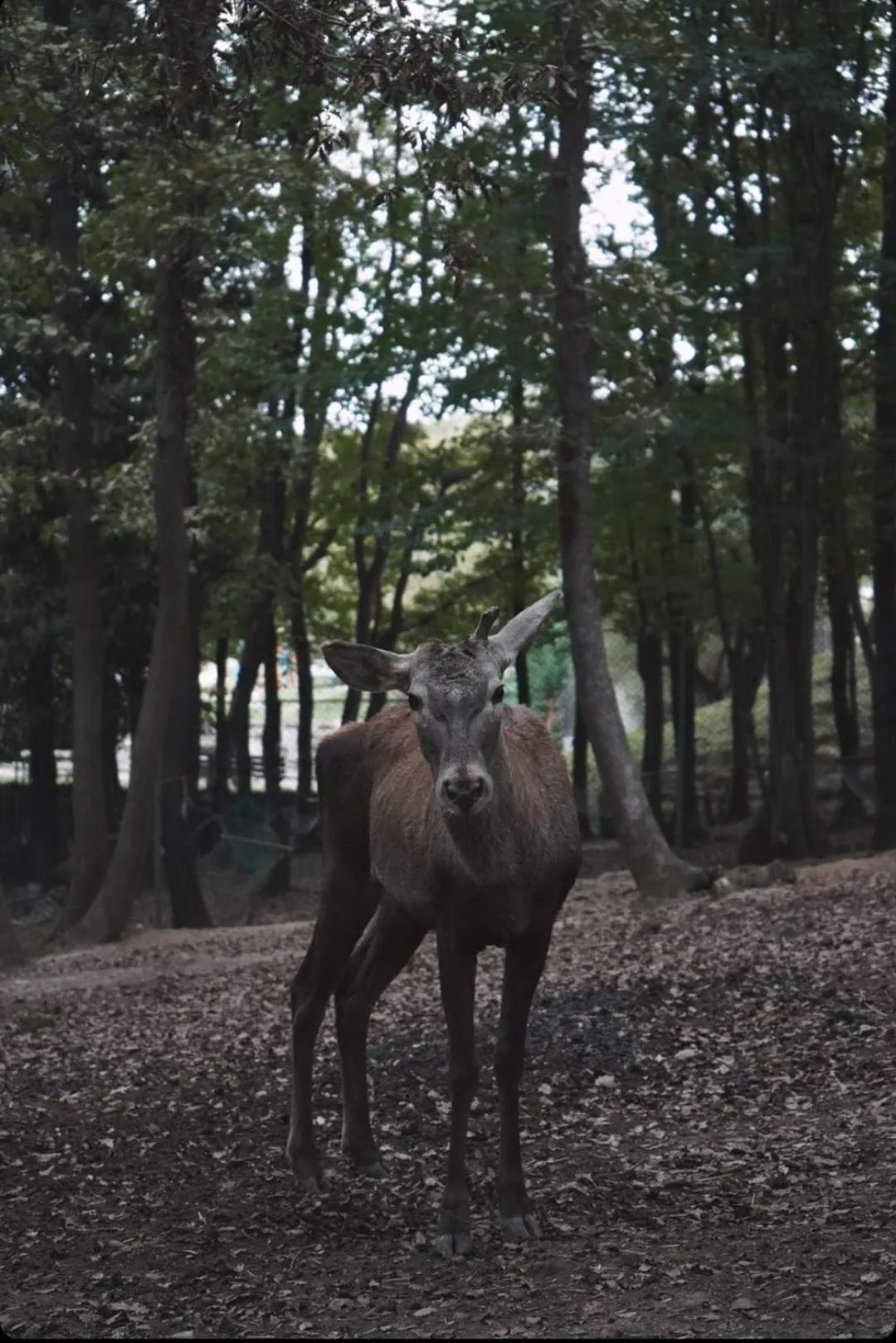 Natural landscape in Polonezköy Country Club & Accommodation in the Wildlife Park!
