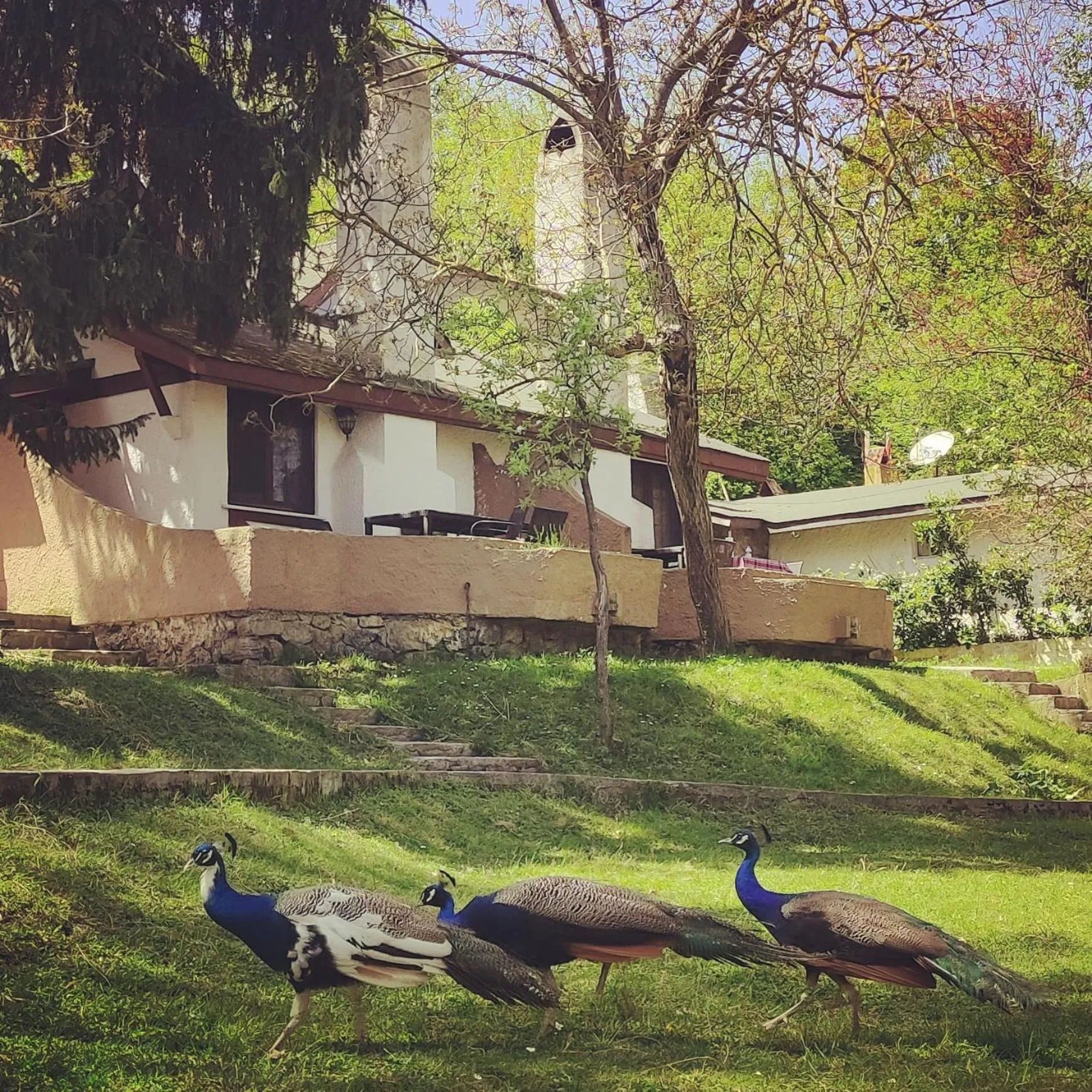 Garden in Polonezköy Country Club & Accommodation in the Wildlife Park!