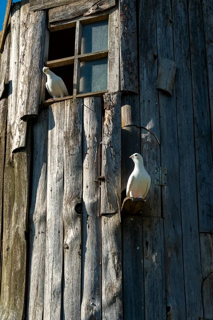 Animals in Polonezköy Country Club & Accommodation in the Wildlife Park!