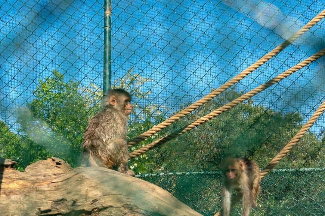 Animals in Polonezköy Country Club & Accommodation in the Wildlife Park!