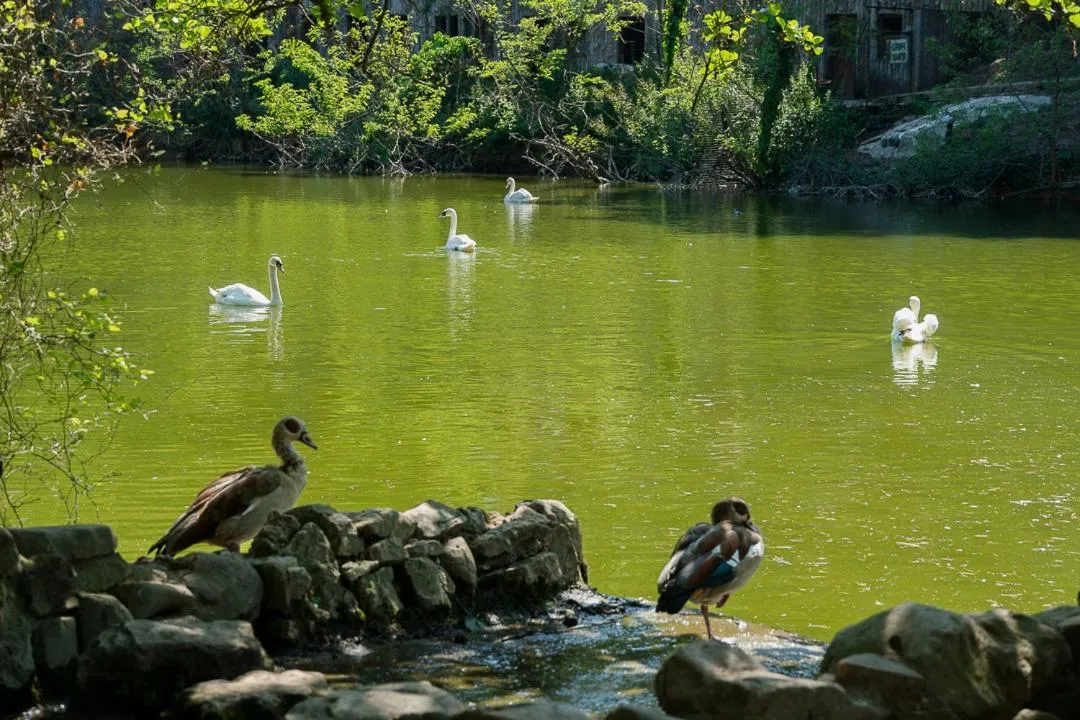Animals in Polonezköy Country Club & Accommodation in the Wildlife Park!