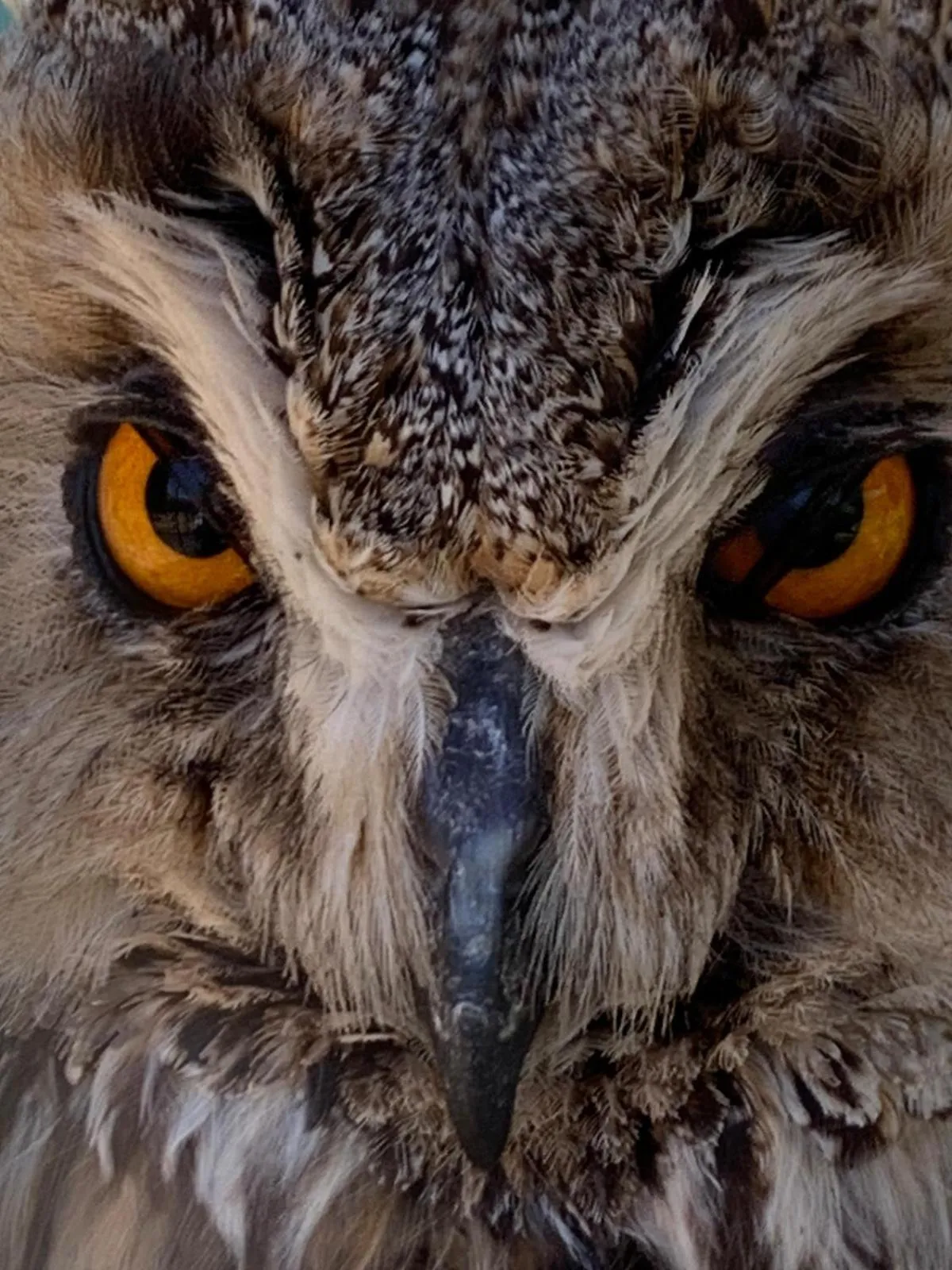 Animals in Polonezköy Country Club & Accommodation in the Wildlife Park!