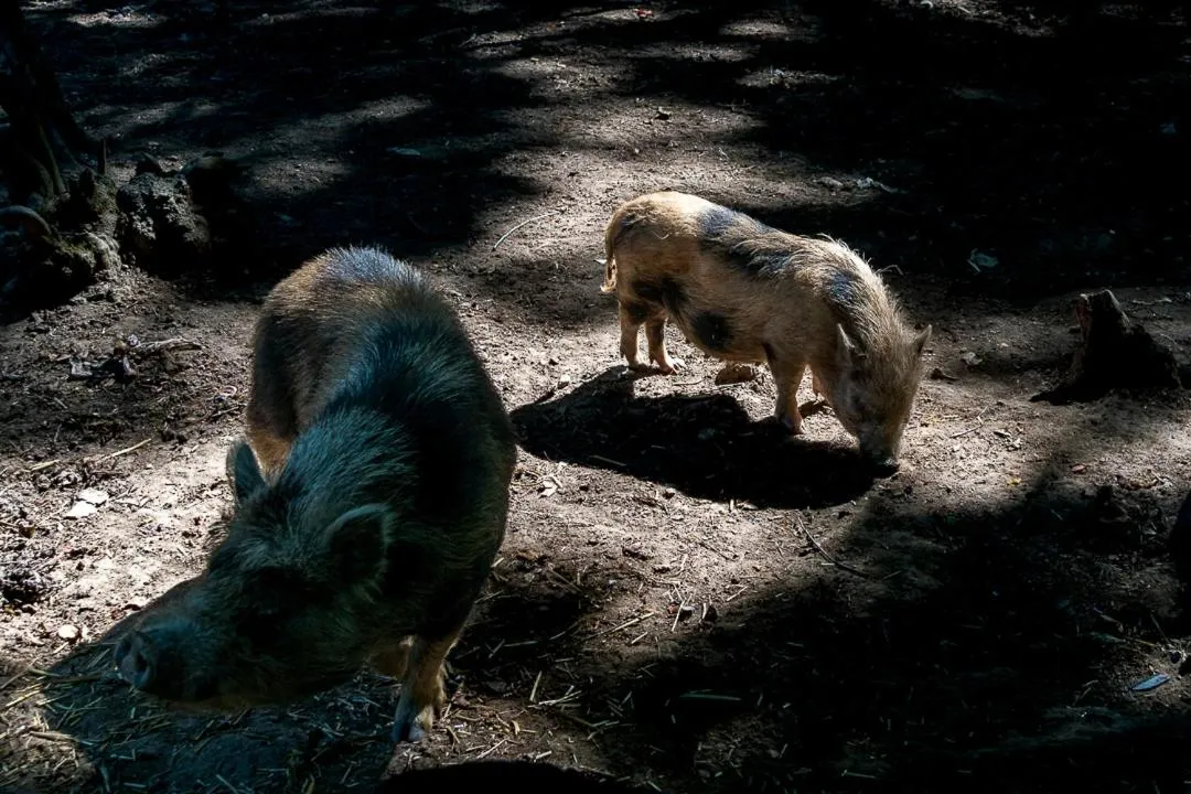 Animals in Polonezköy Country Club & Accommodation in the Wildlife Park!