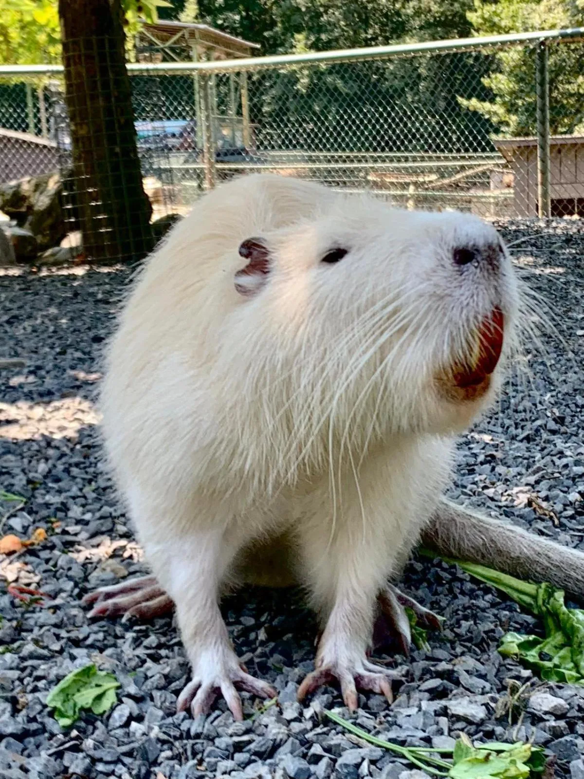 Animals in Polonezköy Country Club & Accommodation in the Wildlife Park!