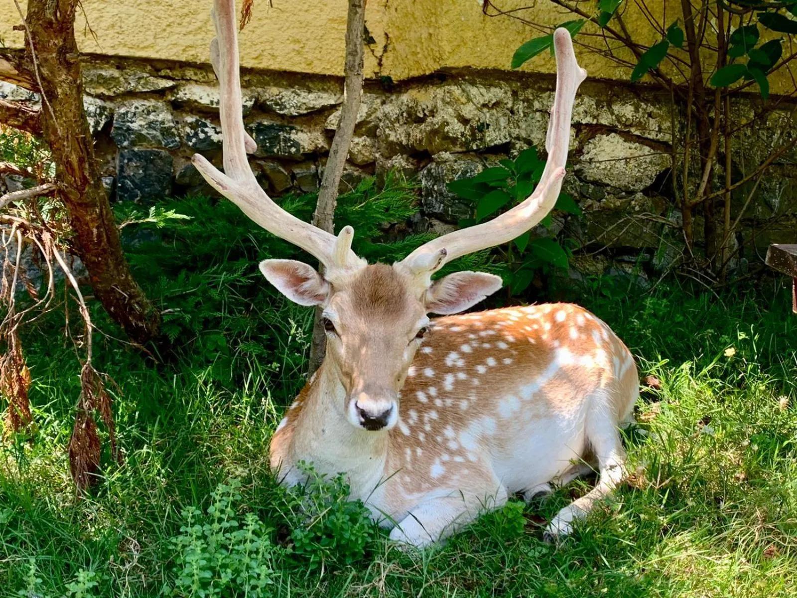 Animals in Polonezköy Country Club & Accommodation in the Wildlife Park!