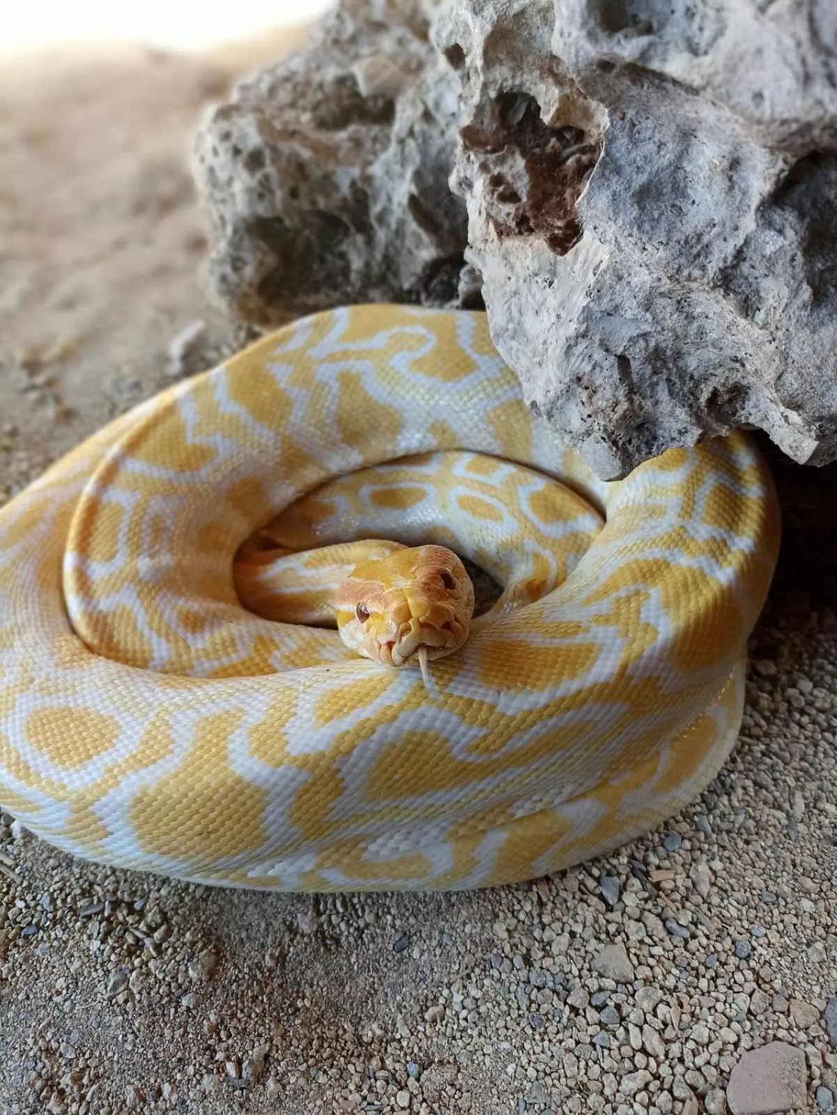 Property building in Polonezköy Country Club & Accommodation in the Wildlife Park!