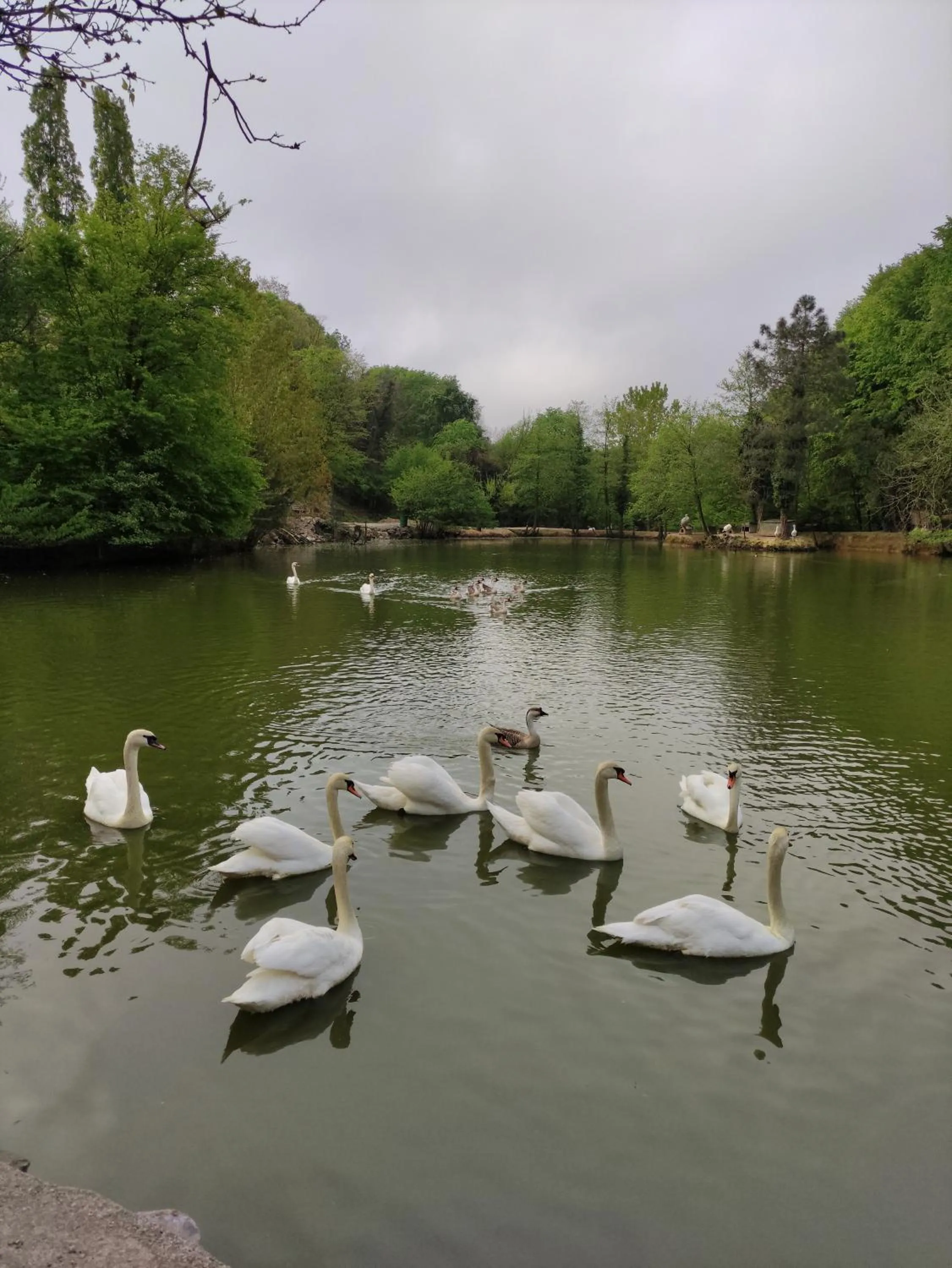 Animals in Polonezköy Country Club & Accommodation in the Wildlife Park!