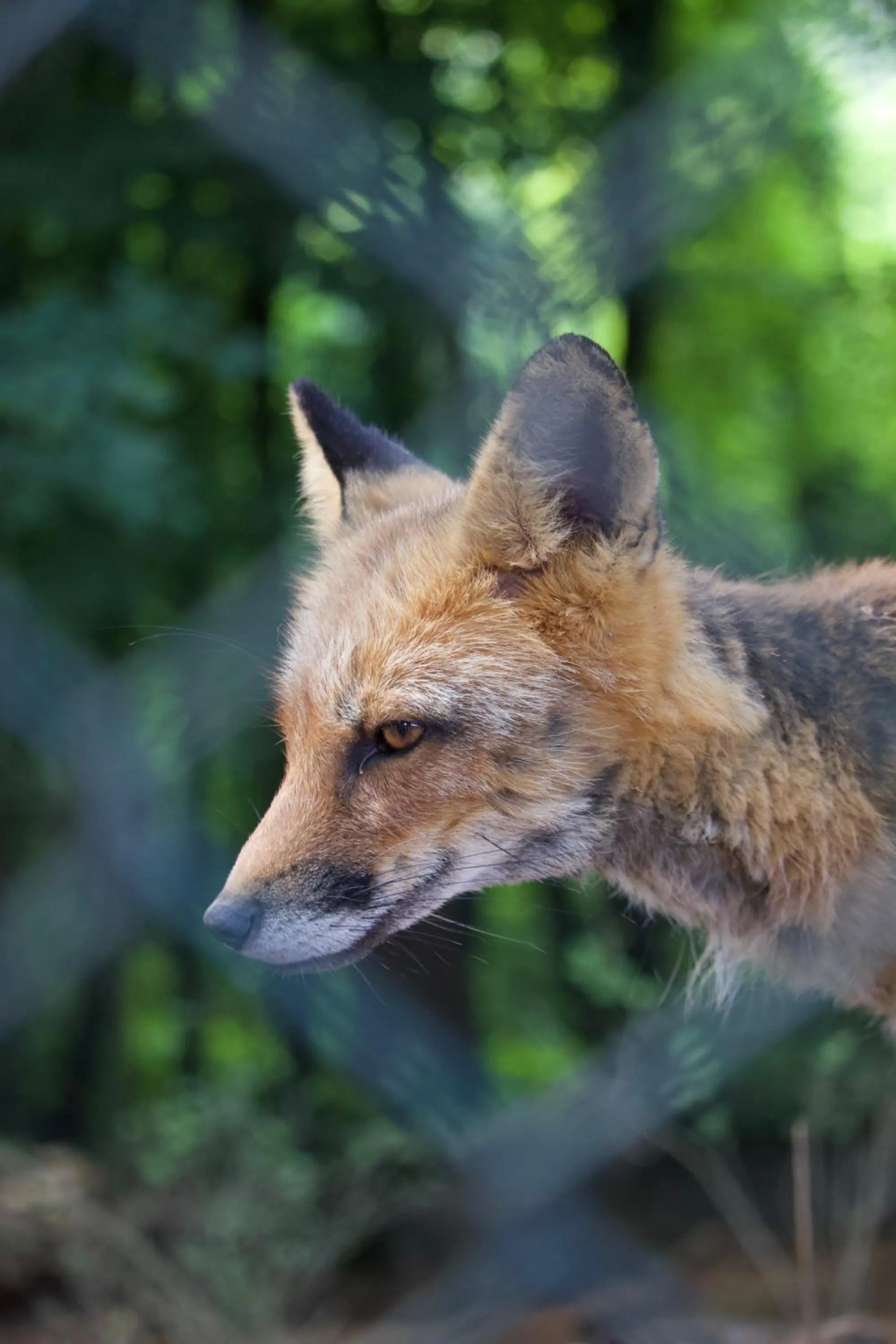 Animals in Polonezköy Country Club & Accommodation in the Wildlife Park!